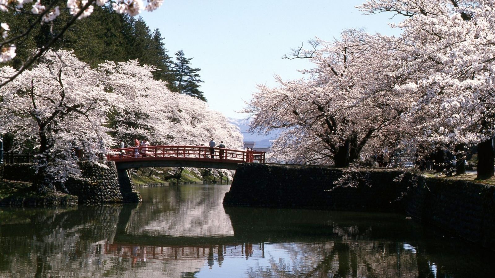 【米沢市・観光情報】松が岬公園の桜（車で30分程）米沢城址本丸の濠沿いにあり濠の水面に映る桜が見事
