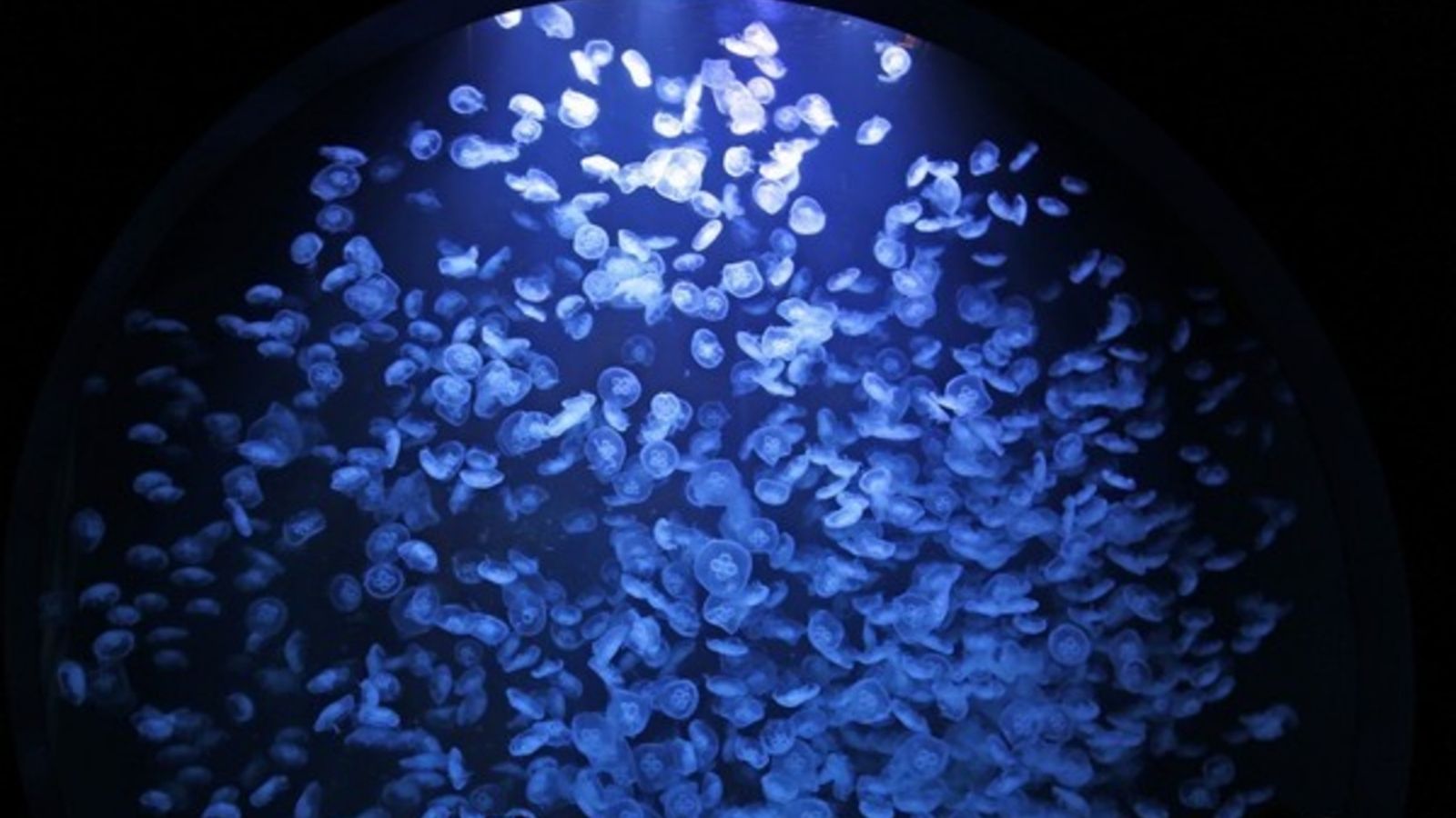 【鶴岡市・観光情報】加茂水族館(当館より2時間)