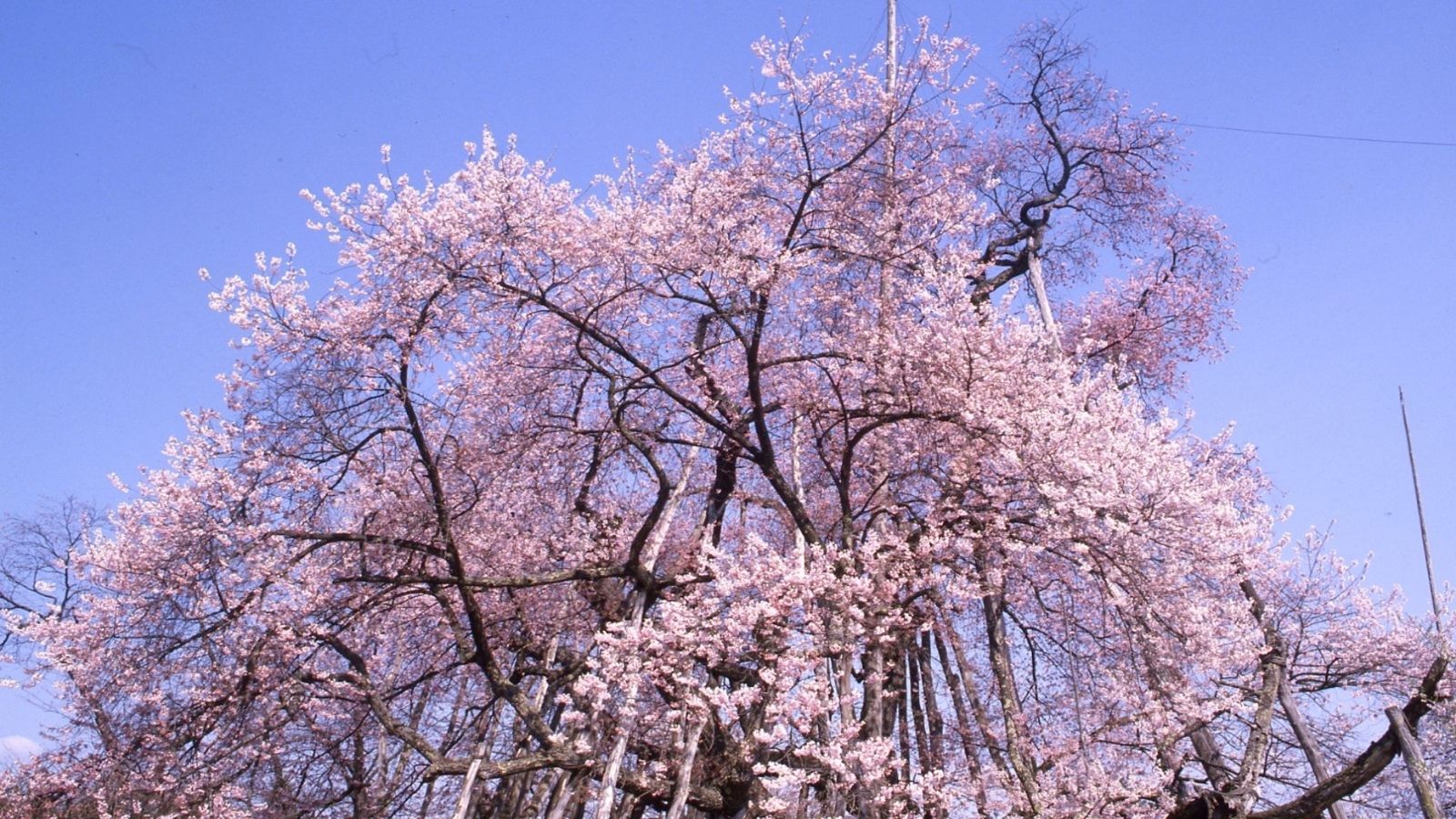 【置賜さくら回廊・伊佐沢の久保桜】車で30分程、国の天然記念物に指定された樹齢約千二百年の桜