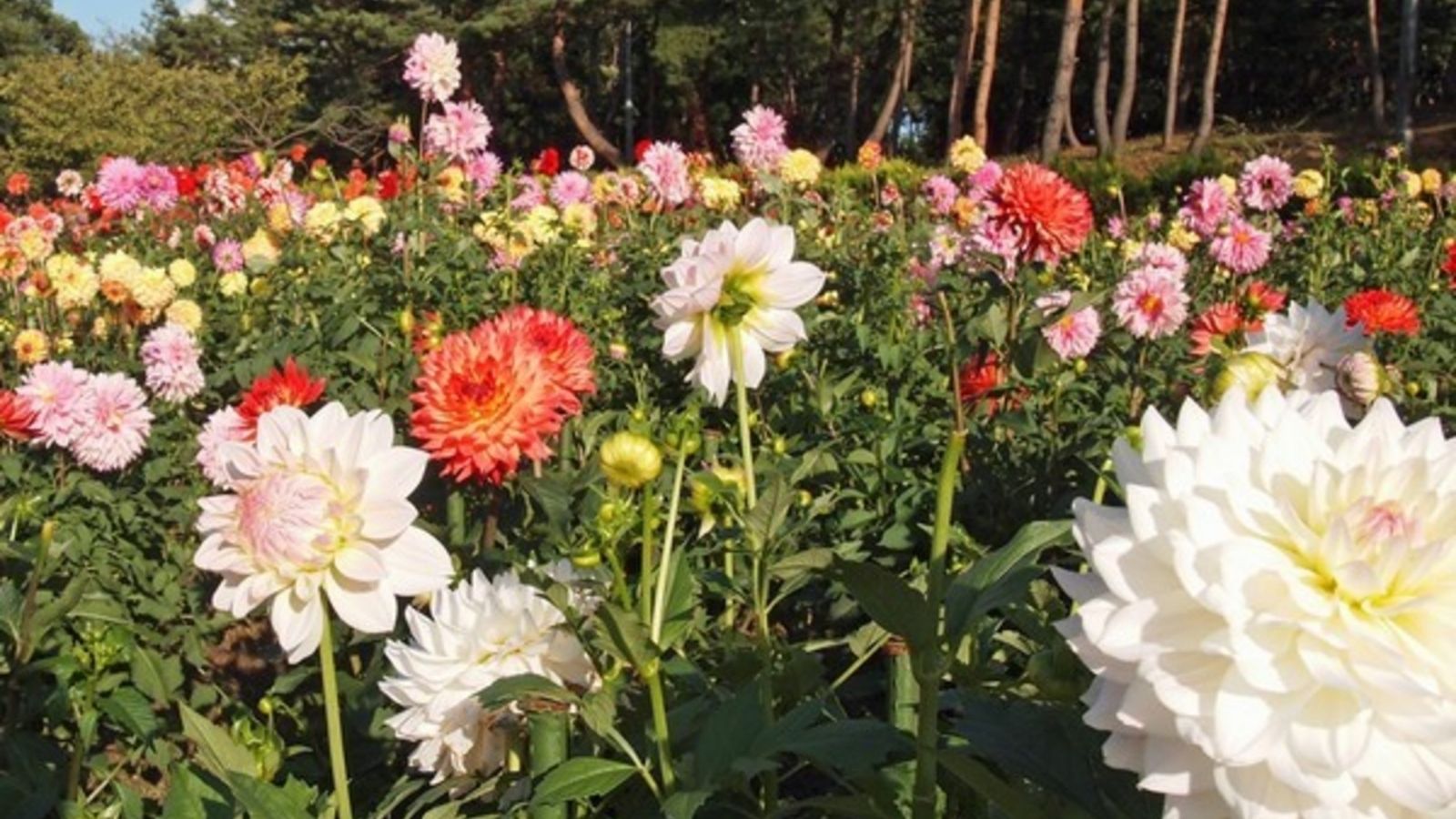 【川西町・観光情報】川西ダリア園(当館より25分)開園期間は８月１日から１１月３日