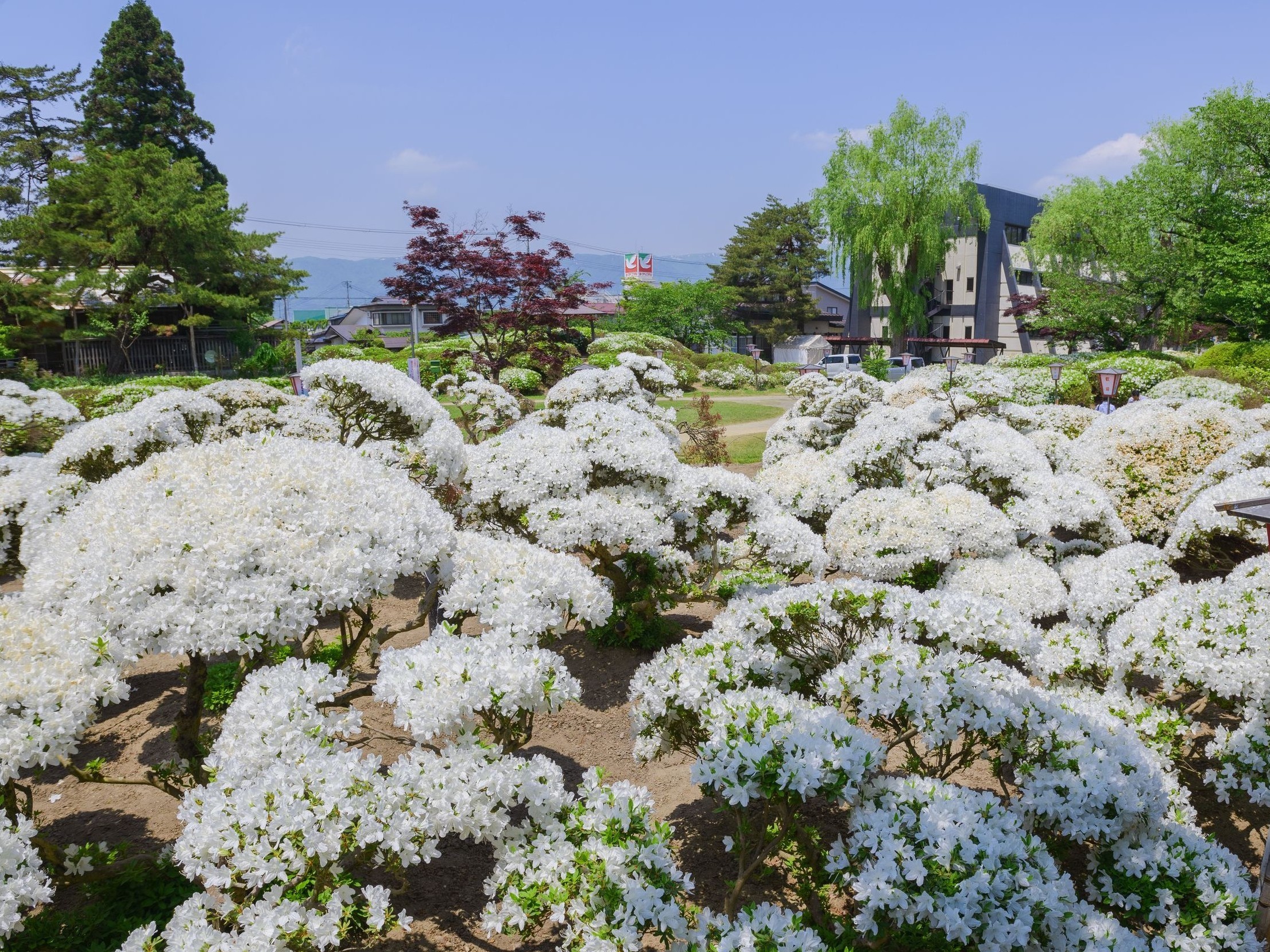 【長井市・観光情報】白つつじ公園（車で30分程）約三千株のつつじが咲きまるで雪が降り積もったよう♪