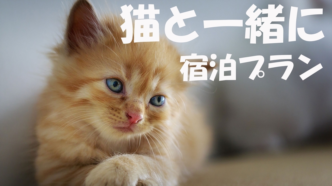 【愛猫家必見】猫ちゃんとのご宿泊プニャン〈素泊〉