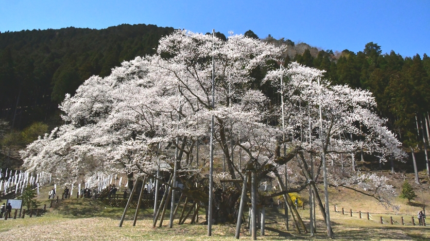 日本三大桜の一つ淡墨桜