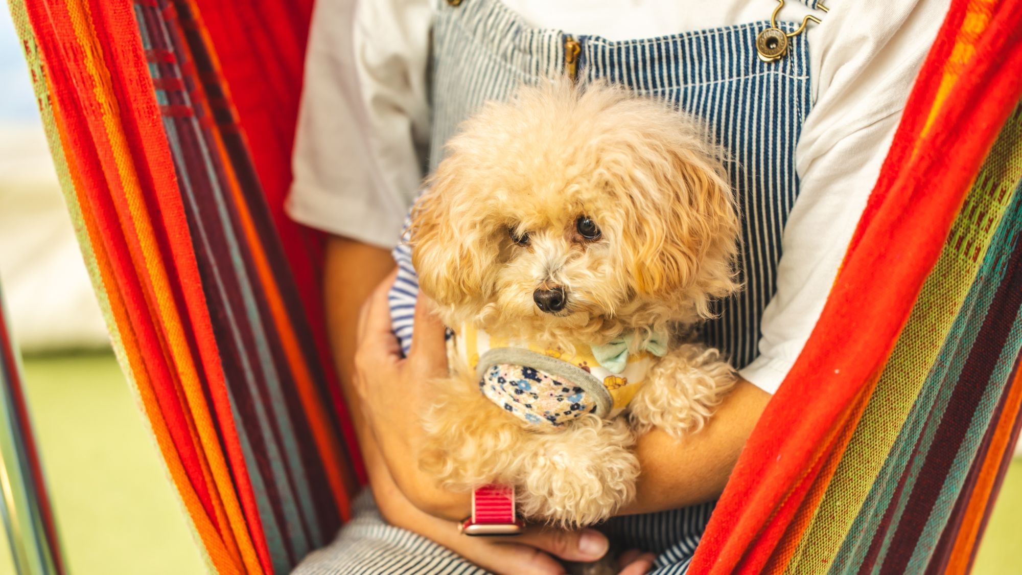 ワンちゃんと泊まれる♪ドッグラン付【早割60】20％OFF◆1泊2食付き◆事前カード決済専用プラン