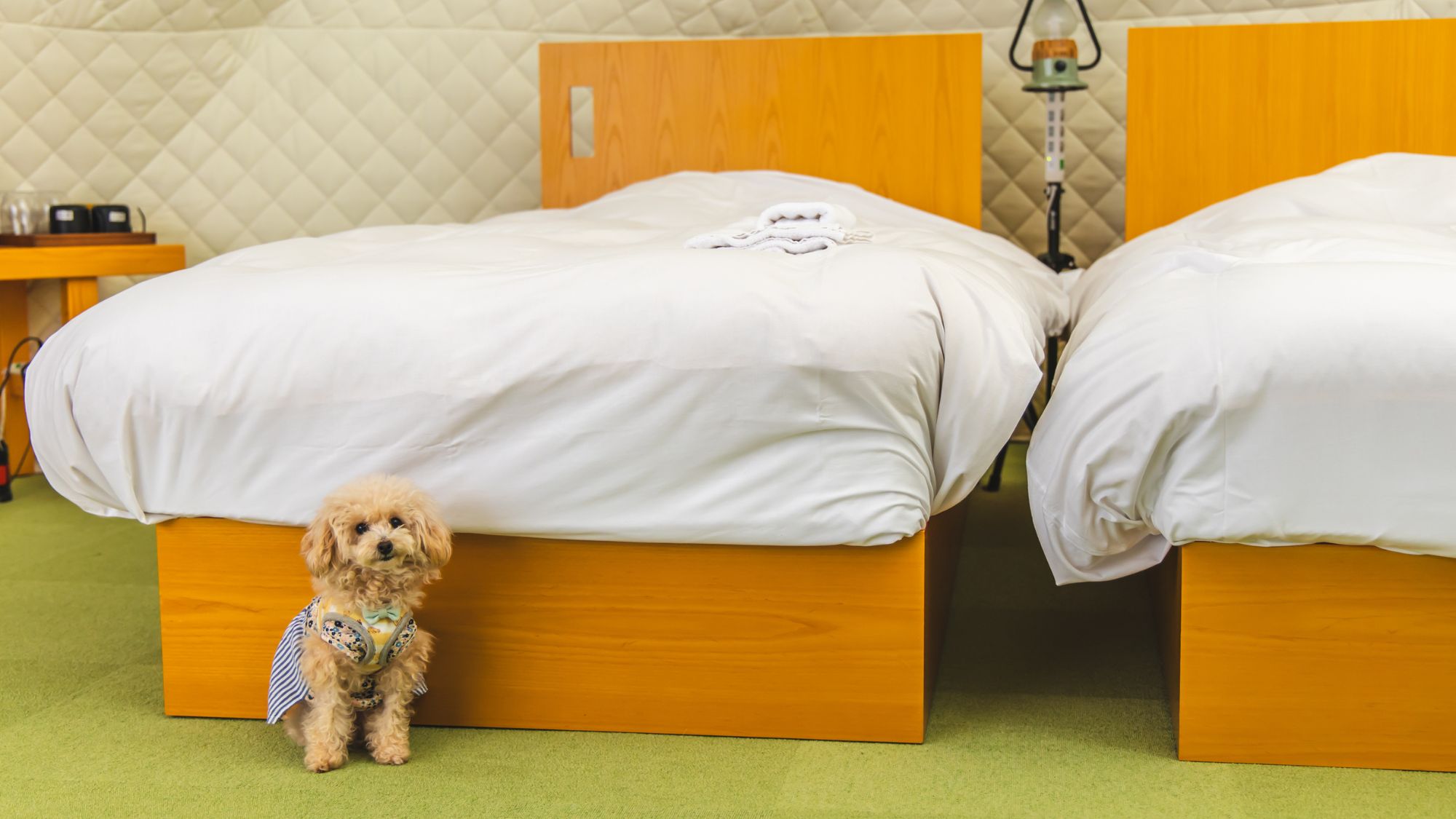 【プライベートドッグラン付テント】最大4名※ヴィンテージバス有