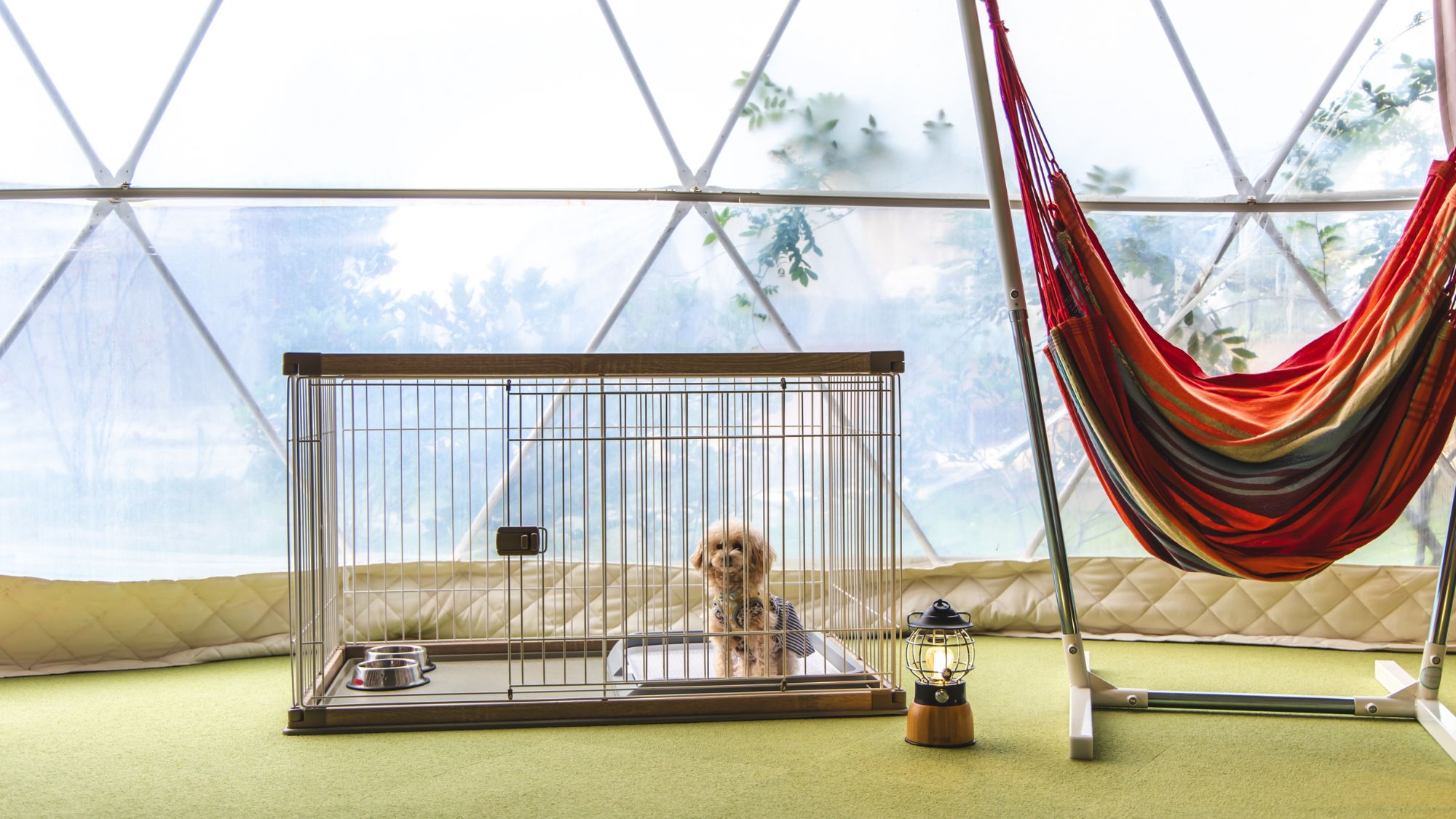 【プライベートドッグラン付テント】最大4名※ヴィンテージバス有