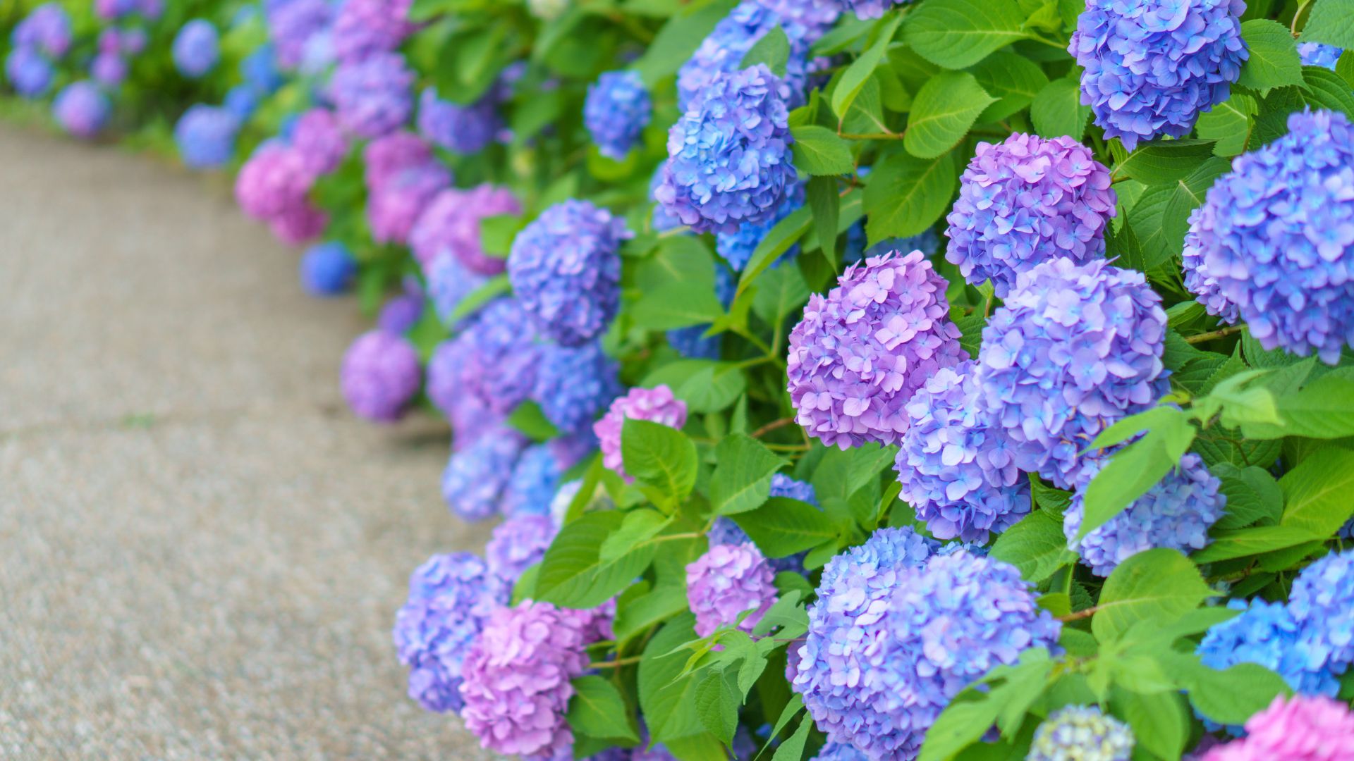 津和野紫陽花ロード（イメージ）
