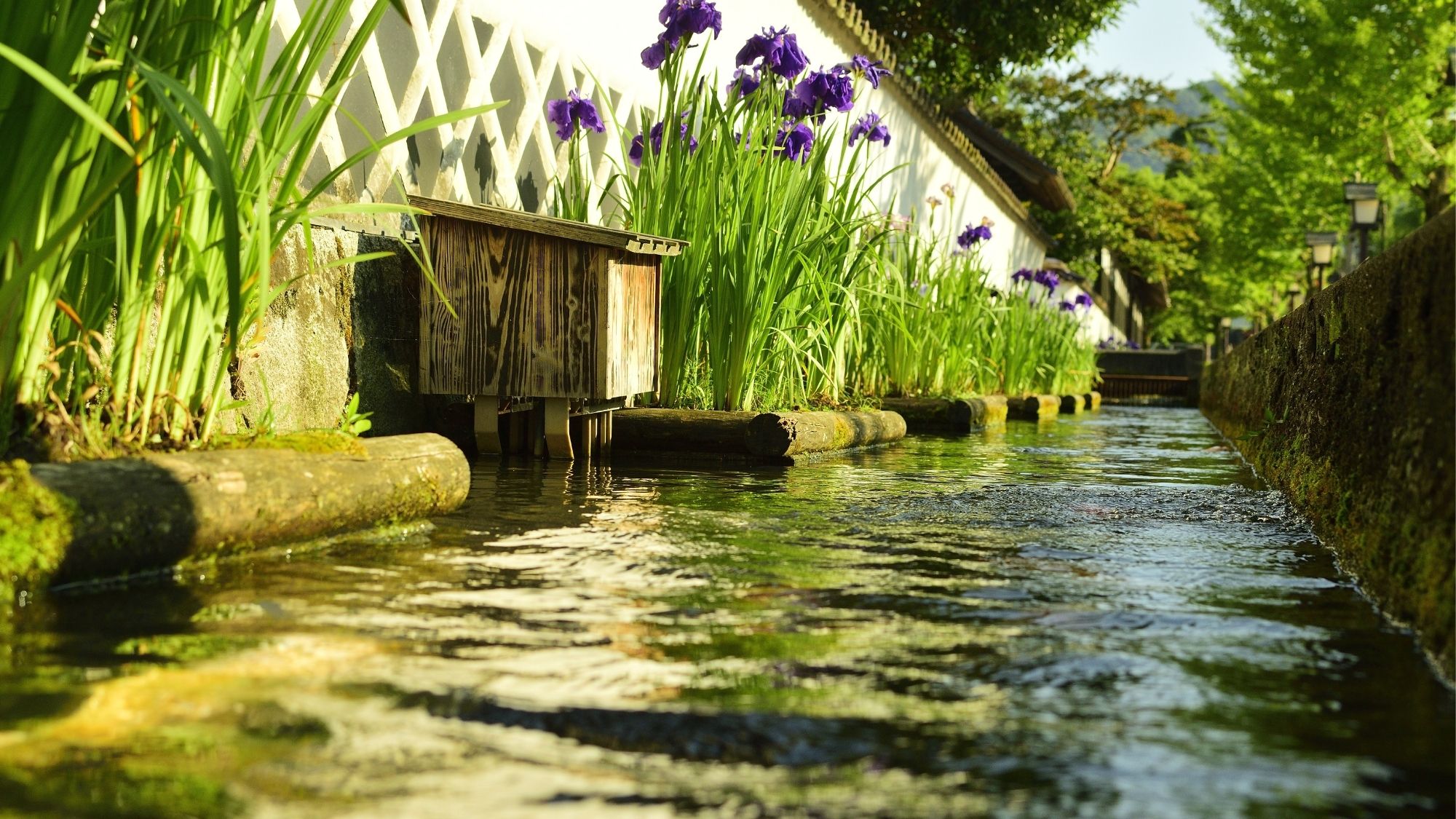 優雅に泳ぐ鯉と花菖蒲のコラボが見れるのはこの時期だけです（殿町通りの花菖蒲/一例）