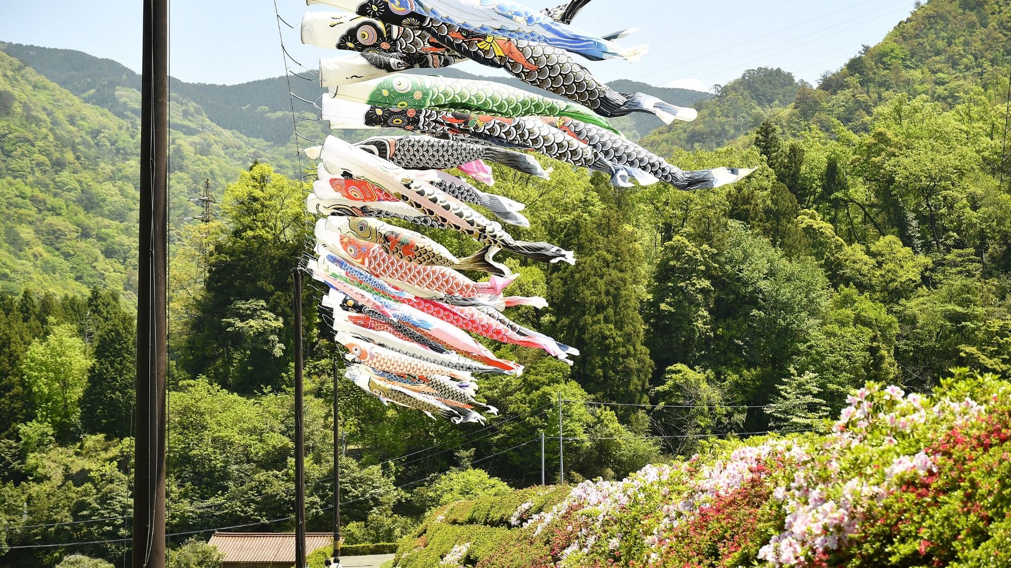 毎年色鮮やかな大きな鯉のぼりがつつじと青野山を背景に泳ぎます。（麓耕地区の鯉のぼり/一例）