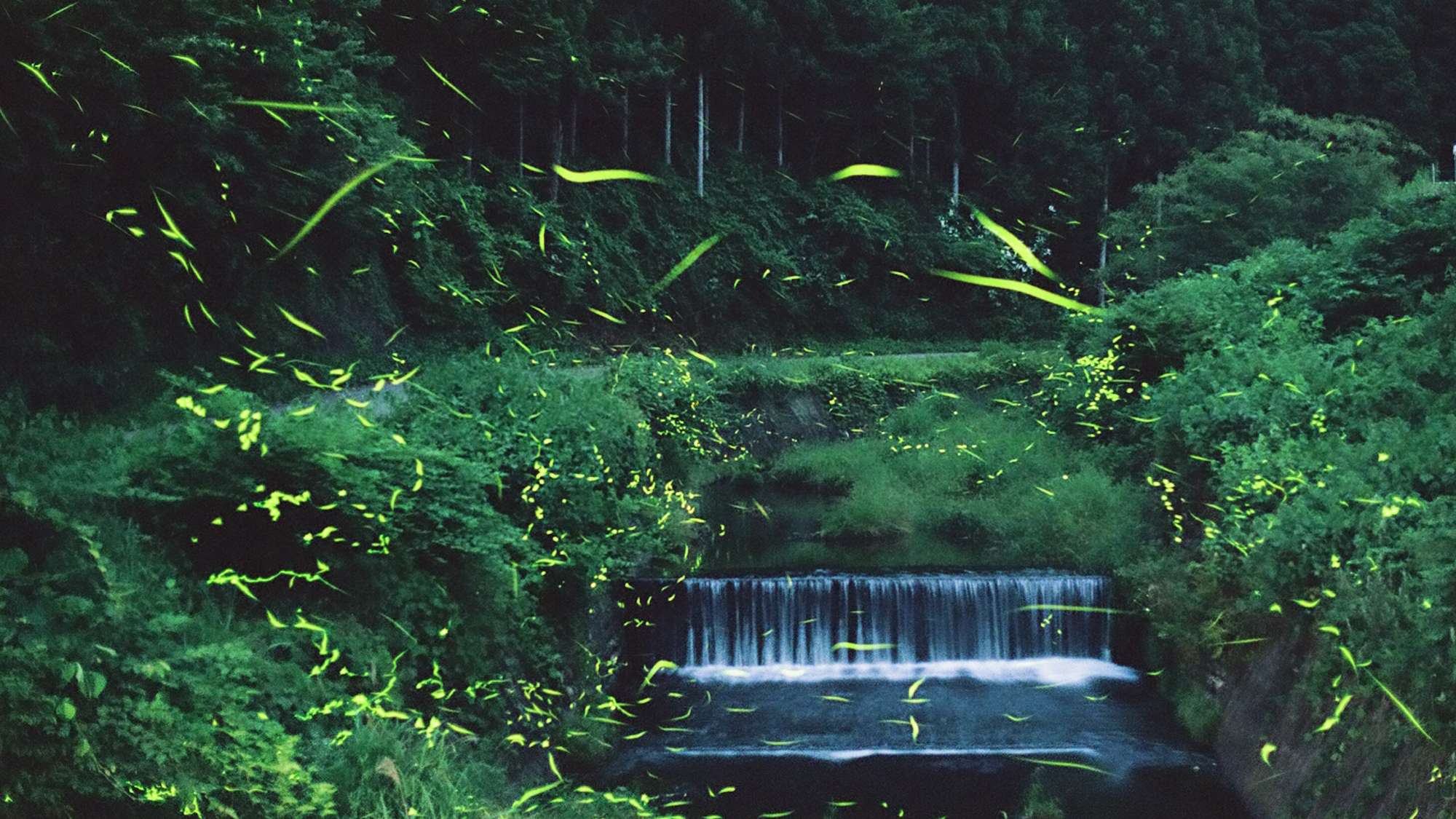 【ホタル観賞ツアー（2025/6/6～22）】宿泊者限定・先着20名様！予約時orフロントへ（一例）