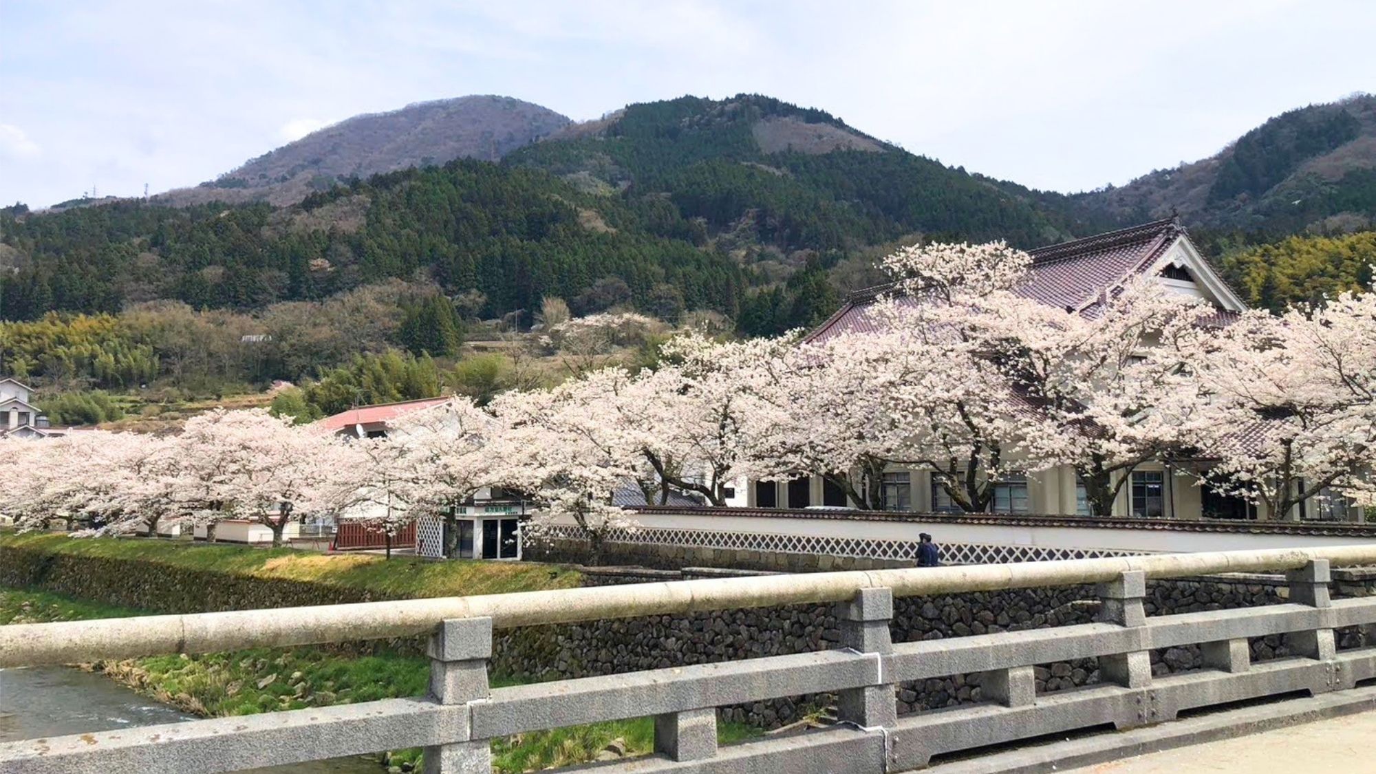 春色に染まる、津和野大橋から望む桜風景。（一例）