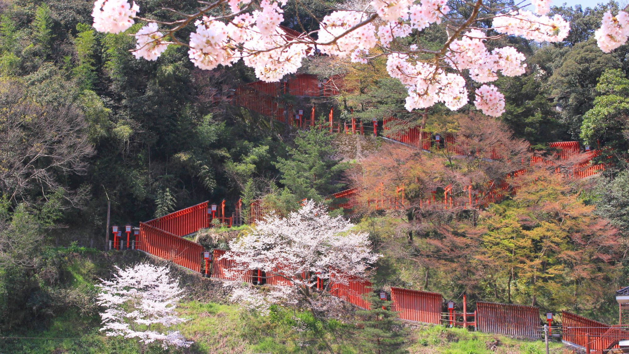 朱色の鳥居と桜が織りなす、春だけの美しい風景。（一例）