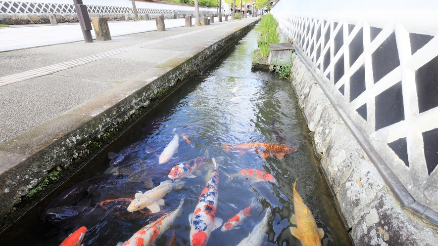 【殿町通り】群れ泳ぐ鯉が美しい津和野のシンボル（一例）