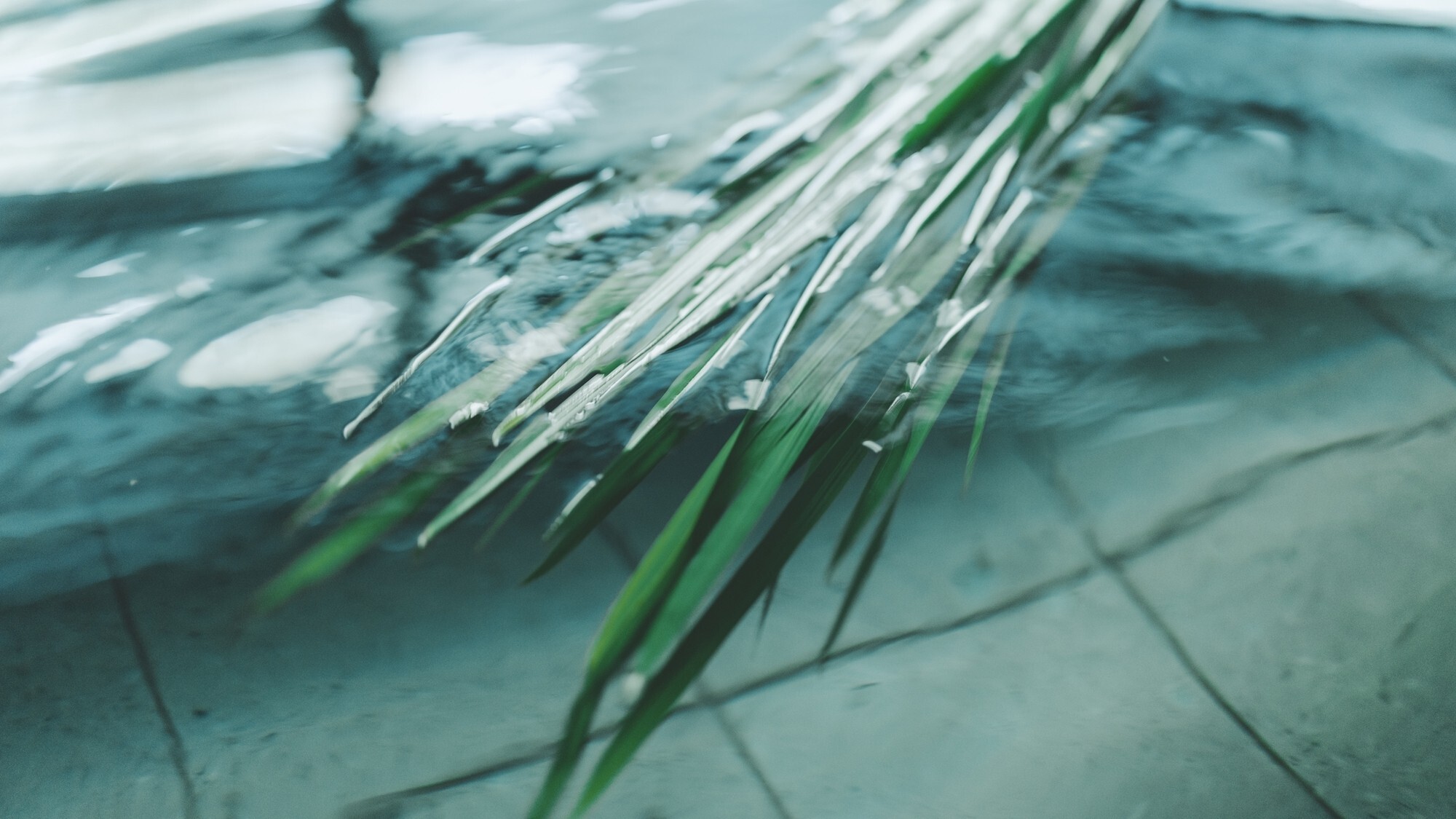 [大浴場]端午の節句限定でリラックスや疲労回復の効果があると言われる「菖蒲湯」をご用意いたします。