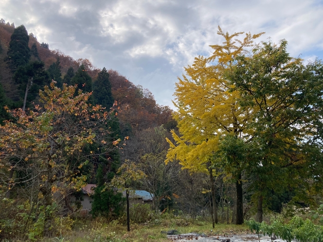 紅葉が綺麗なエリアとなります。