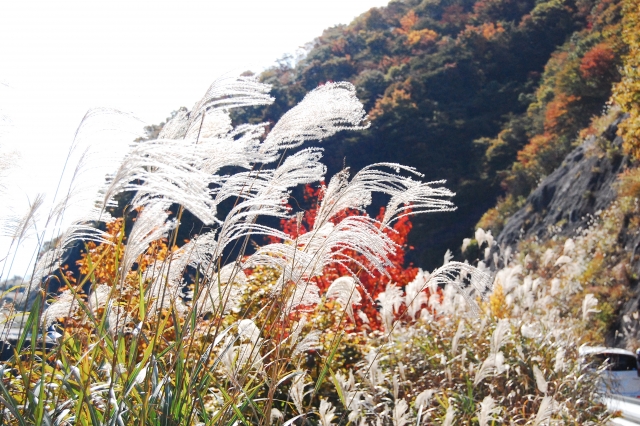 秋の白山ホワイトロード　（旧白山スーパー林道）※現在は通行止となります。