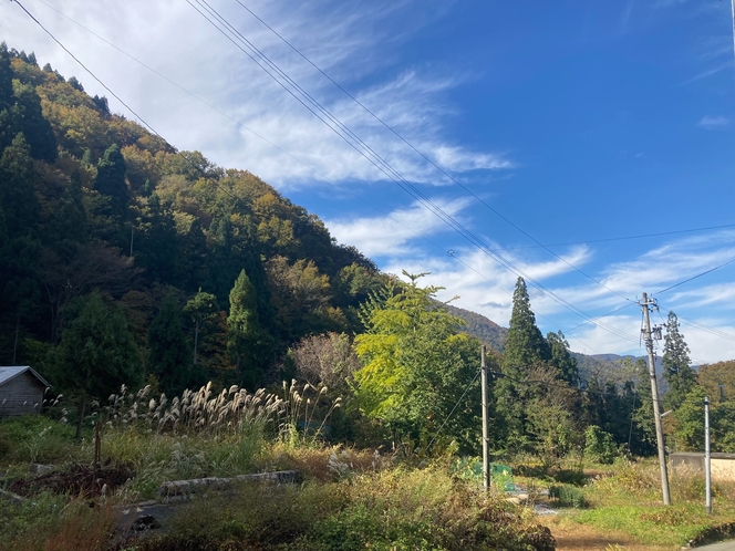 白山麓は紅葉が始まっています。　秋