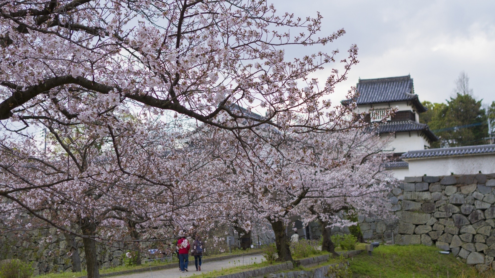 【周辺観光/舞鶴公園（春）】花と歴史の舞鶴公園、約1000本の咲き誇る桜は圧巻／写真提供：福岡市