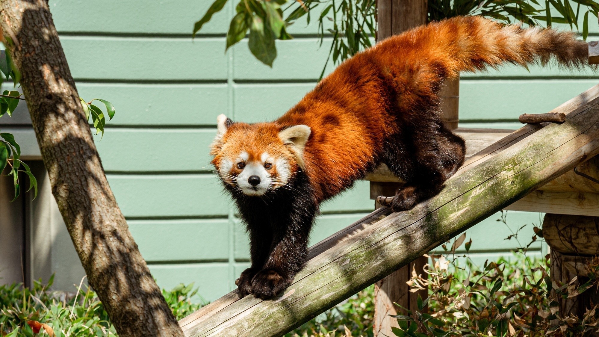 【周辺観光/福岡市動植物園】こども動物園では動物とふれあってお楽しみいただけます／写真提供：福岡市