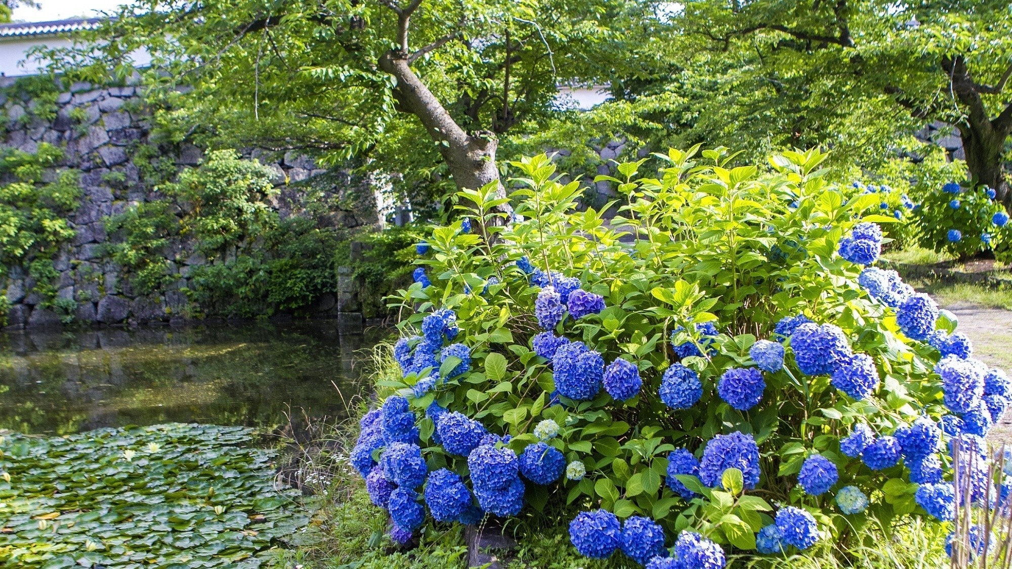 【周辺観光/舞鶴公園（夏）】花カレンダーチェック！6月中旬からアジサイやハスが見頃／写真提供：福岡市