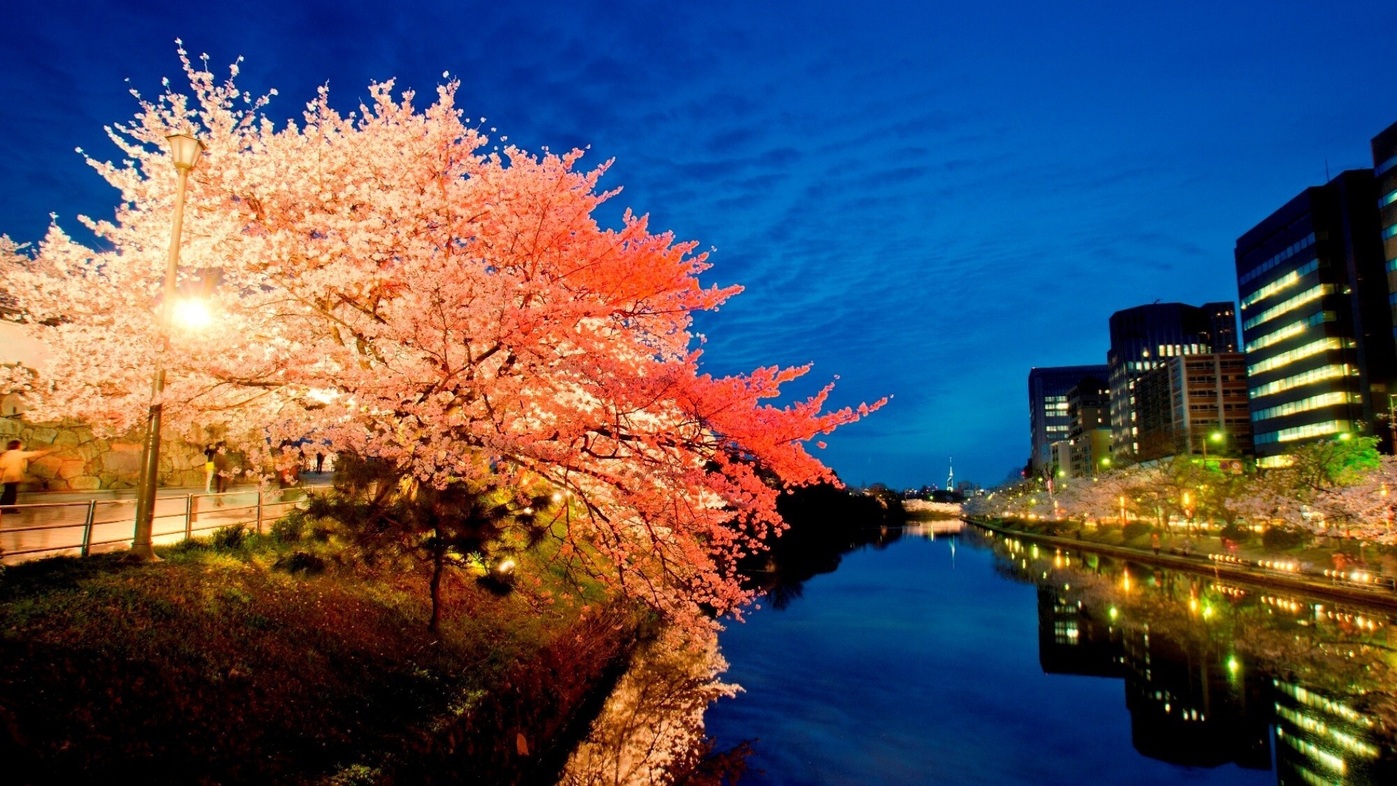 【周辺観光/舞鶴公園（春）】3月下旬から4月上旬のさくらまつりのライトアップ／写真提供：福岡市