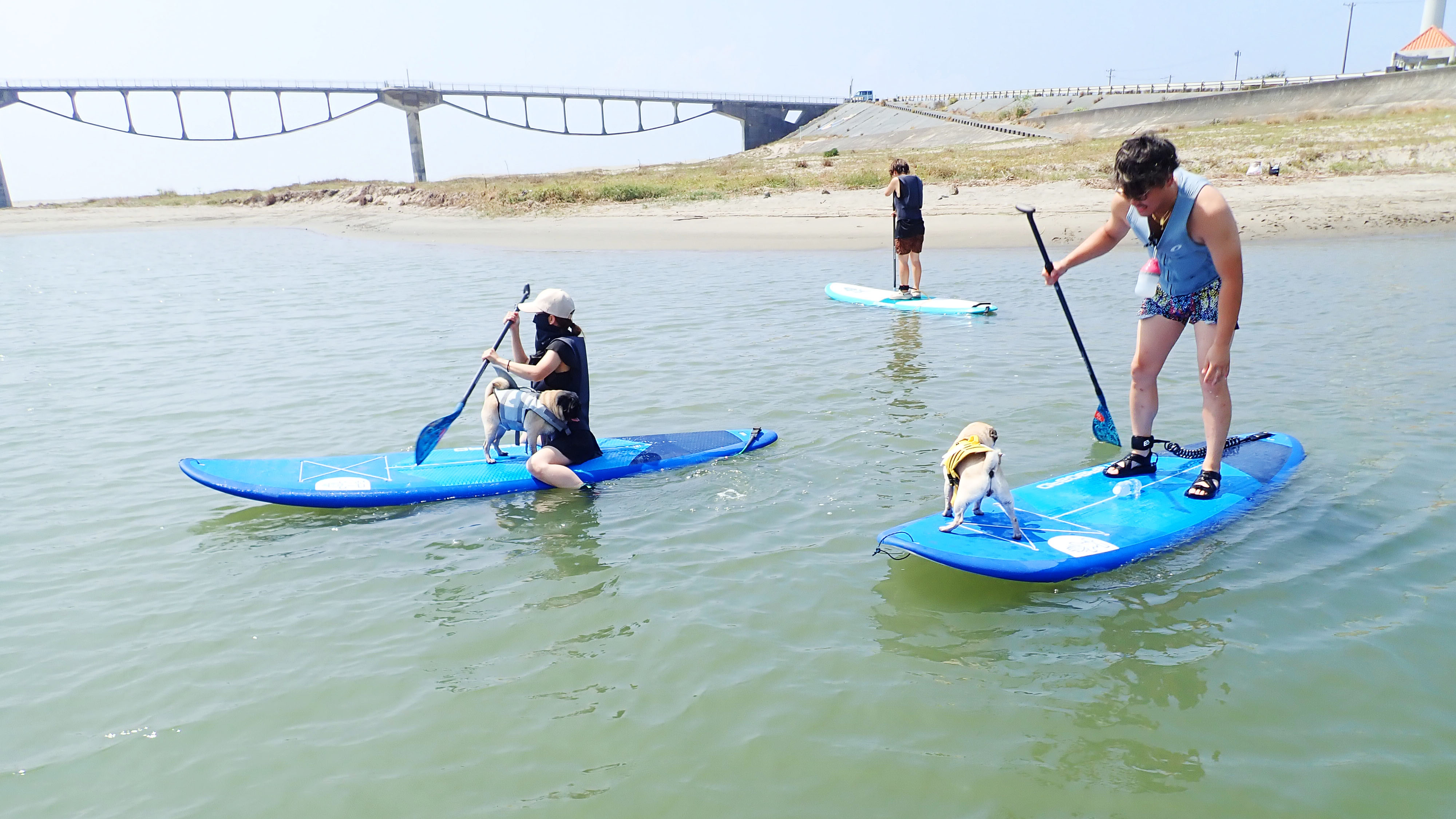 パドルを握る手も、尻尾も止まらない！ワンちゃんとのSUP体験は準備中です