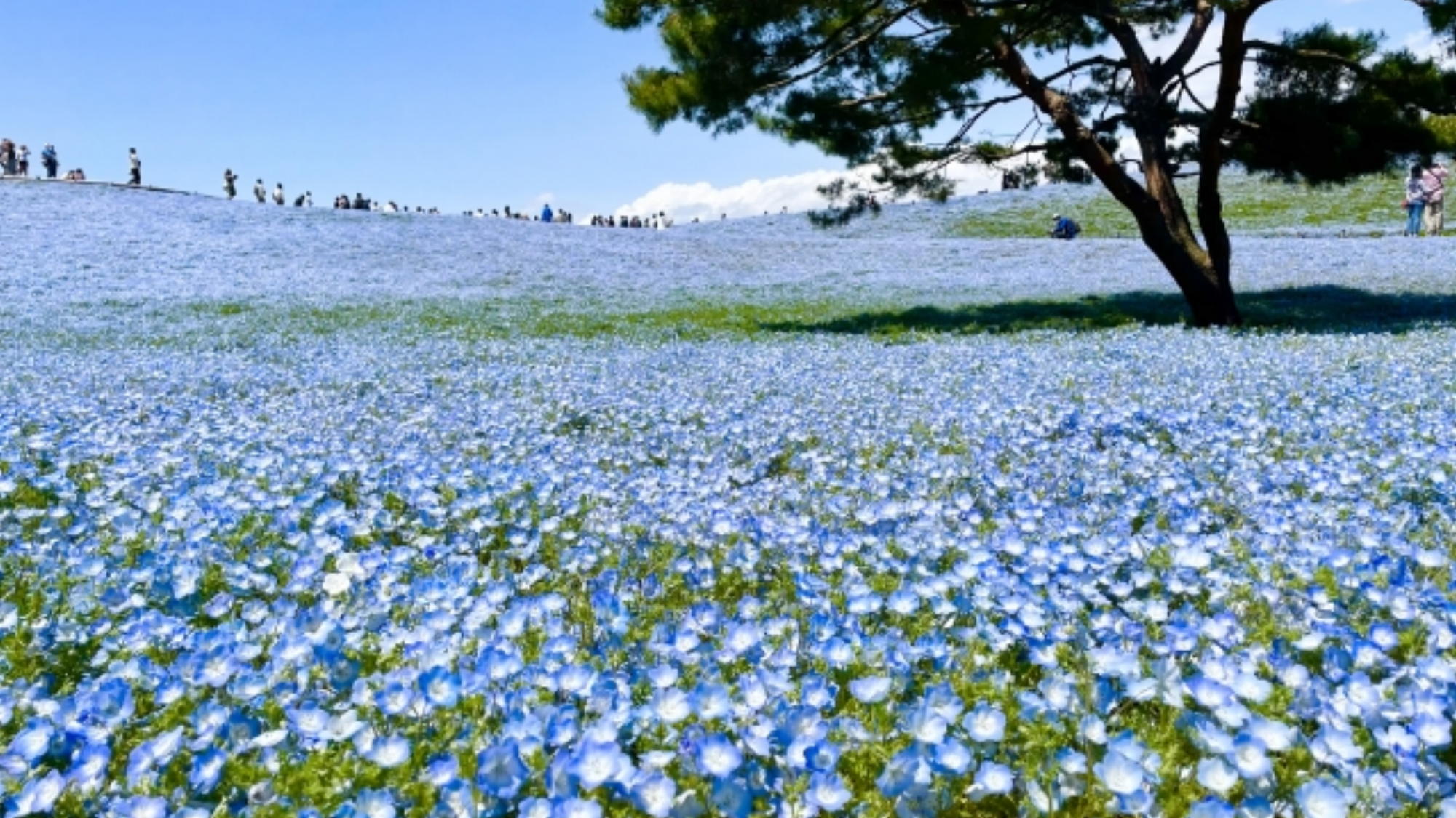 ◆周辺観光｜国営ひたち海浜公園＜当館から車で約30分＞