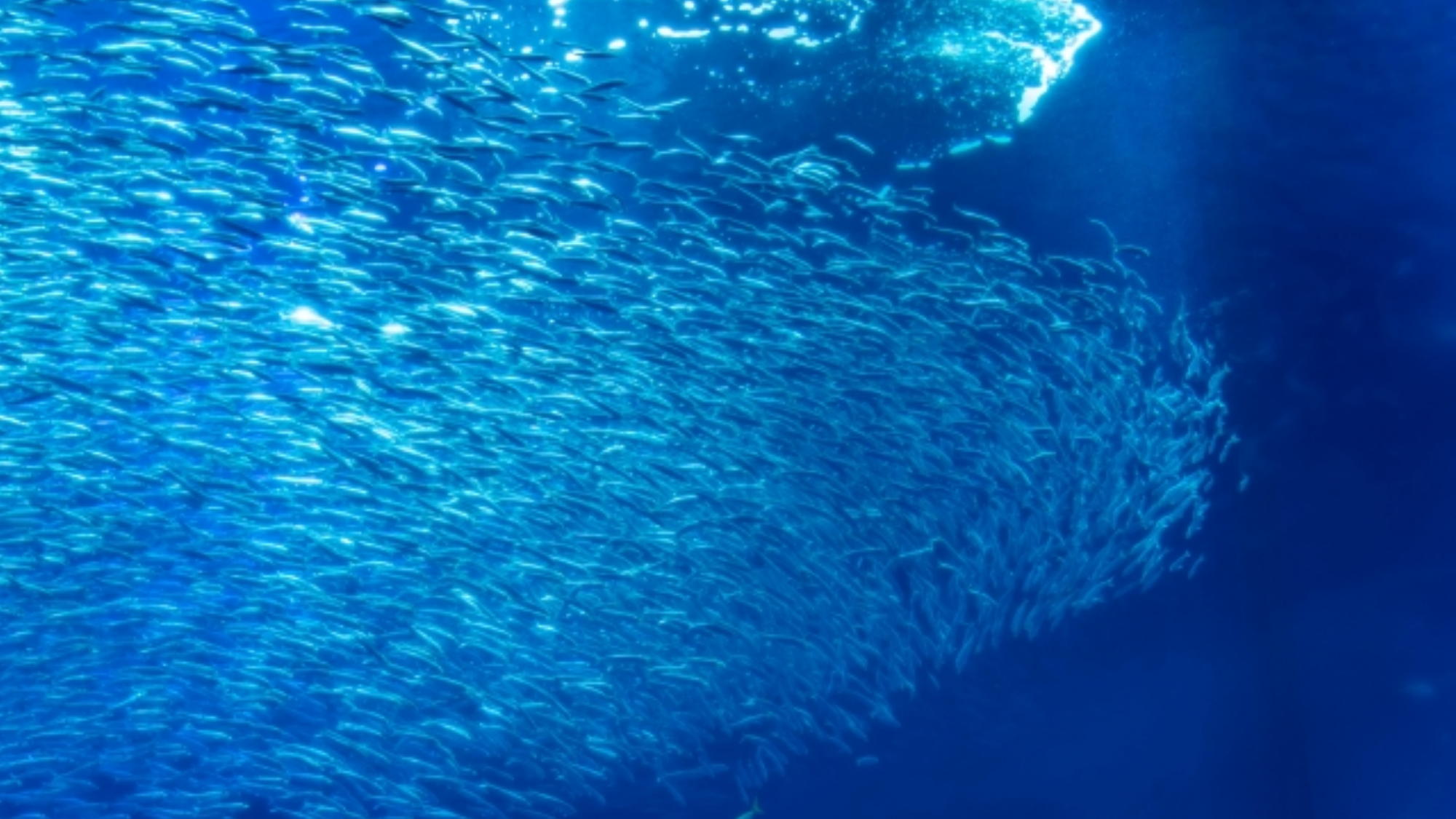 ◆周辺観光｜アクアワールド大洗＜当館から車で約20分＞