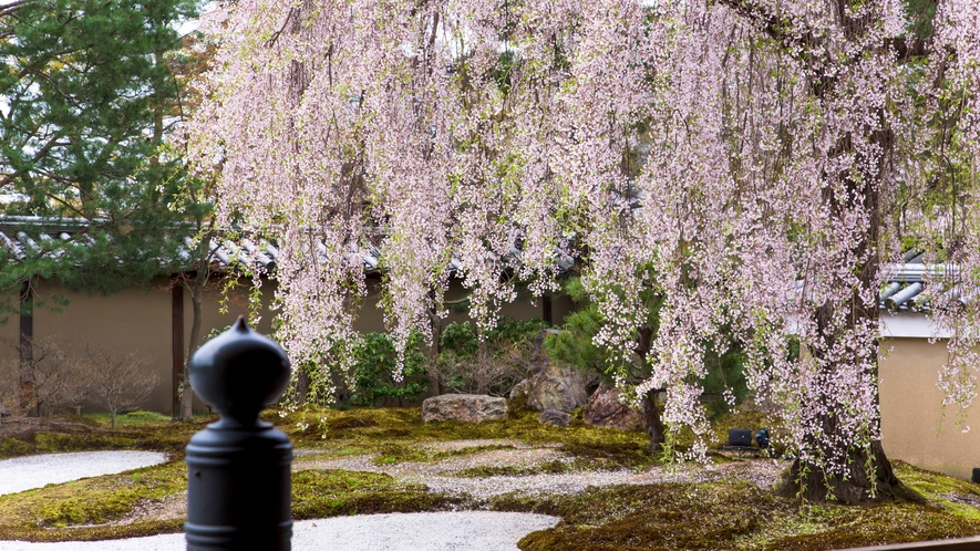 高台寺（ホテルから徒歩約4分）