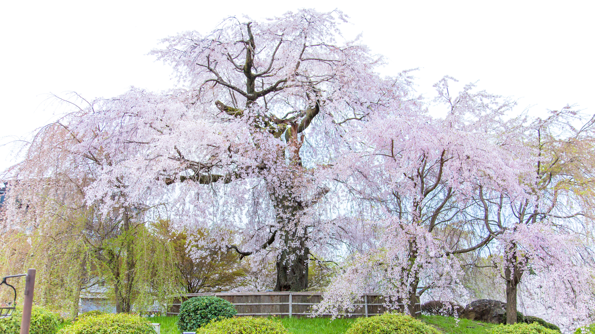 円山公園（ホテルから徒歩約3分）