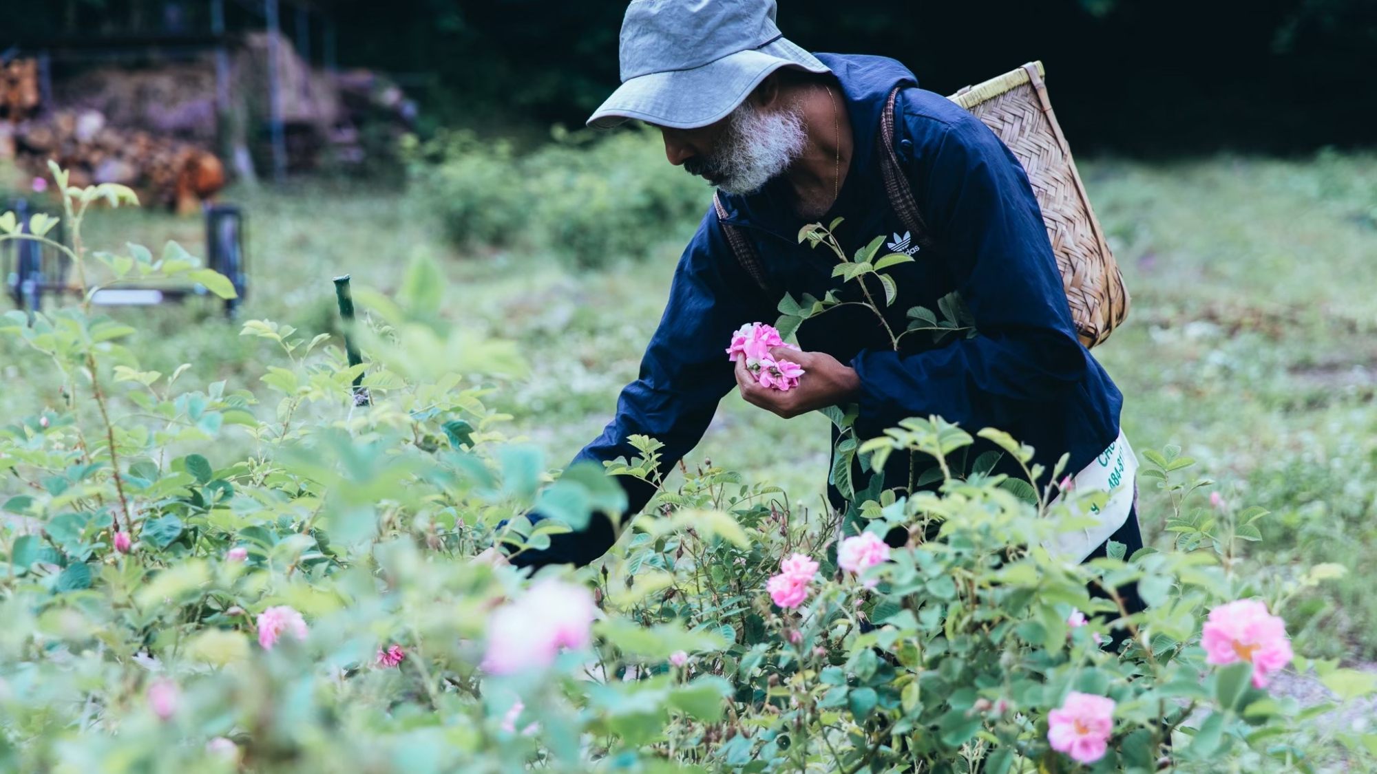 ・【バラ摘み】花畑で摘み集める香り、ふわり香って春をまとう