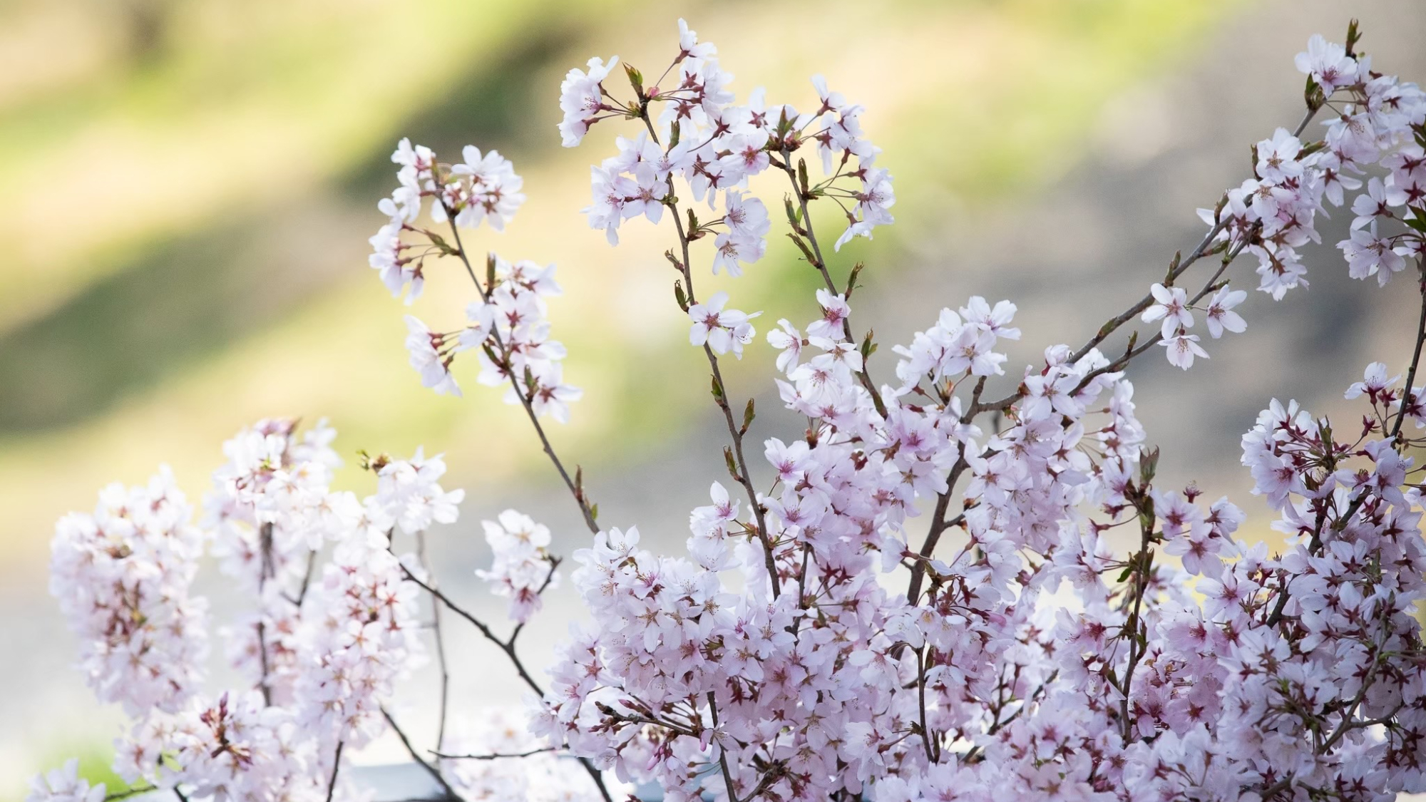 ・【風景・春】淡い花びらが春を知らせる、季節の香り