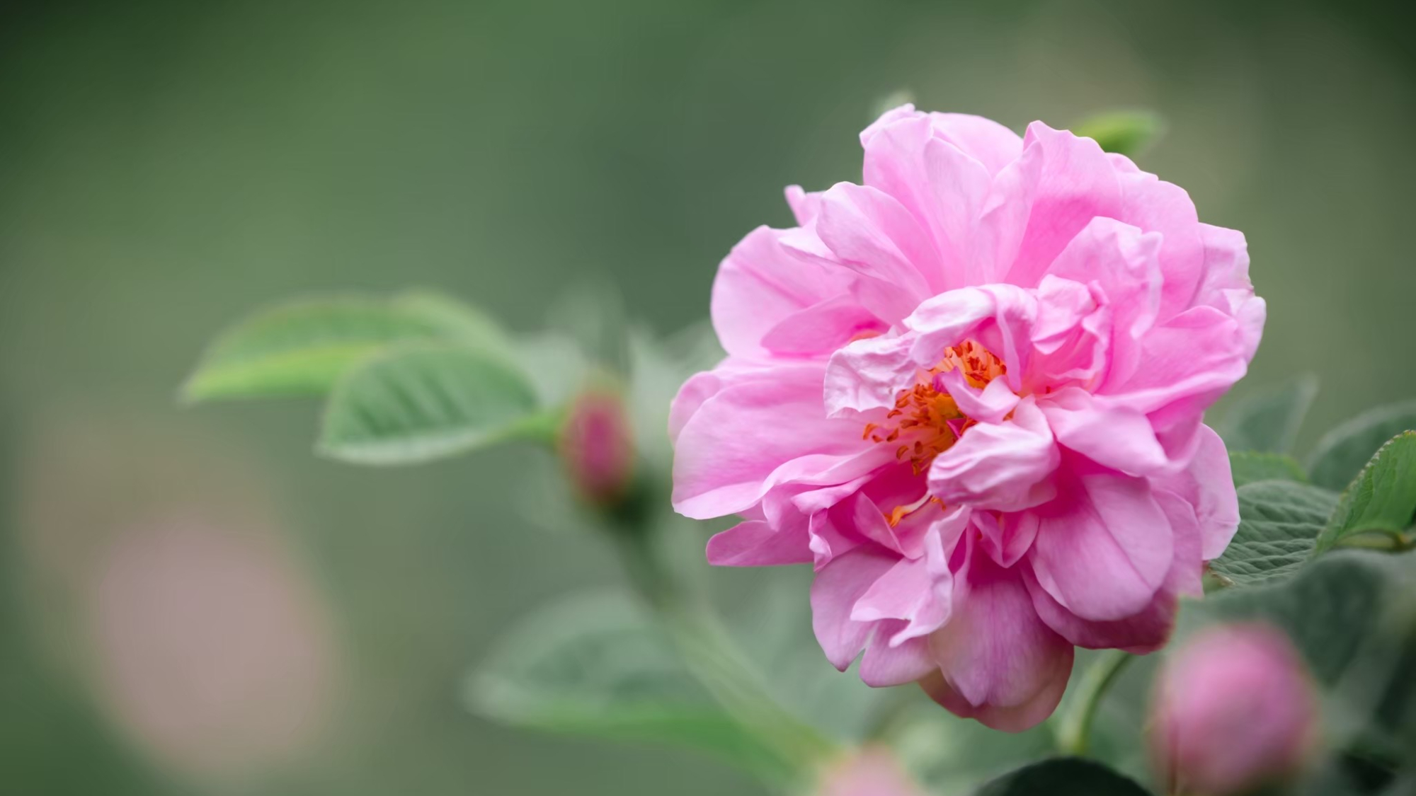 ・【風景・春】柔らかなバラの花が咲く、ふわり香って春をまとう