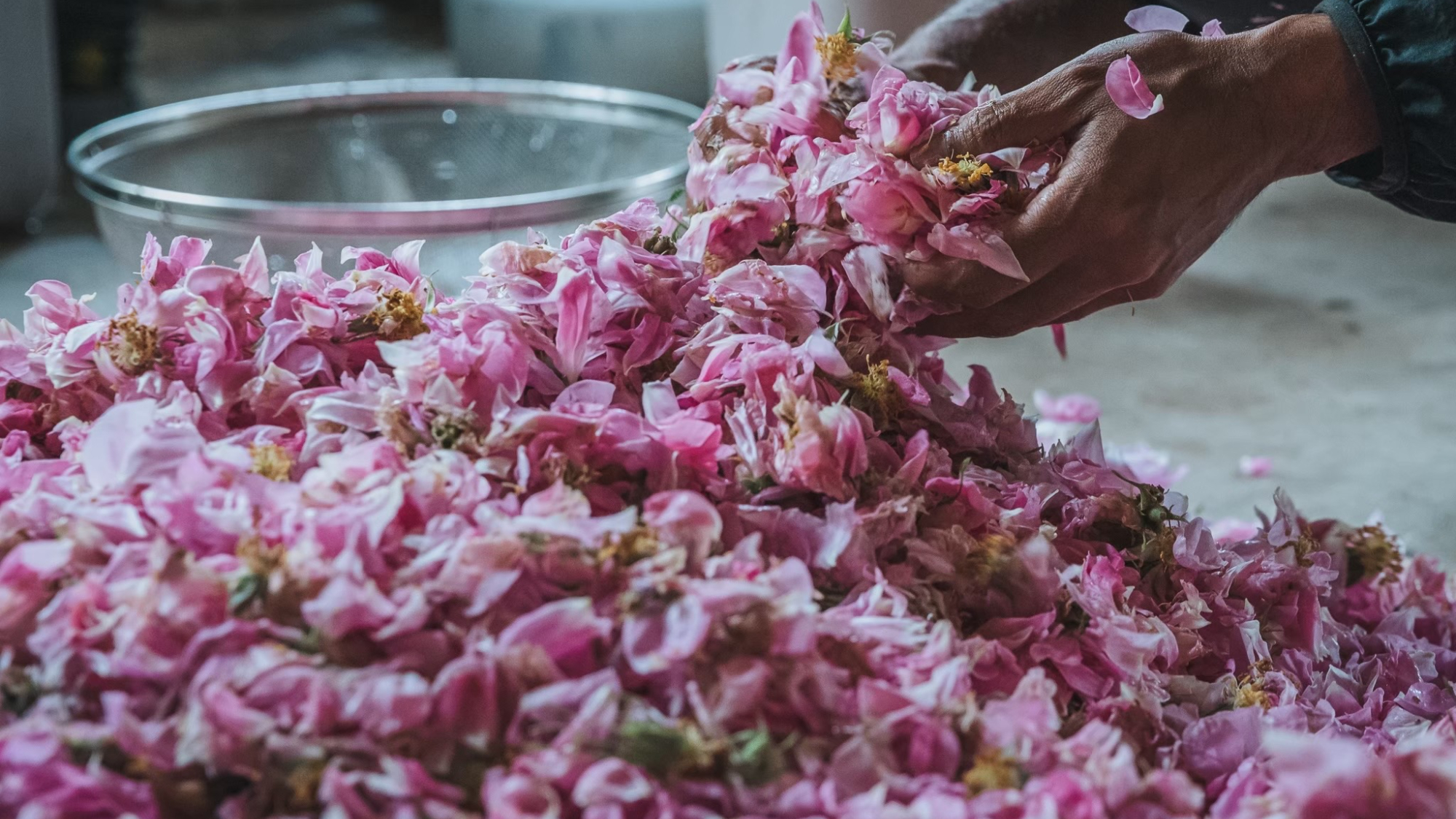 ・【バラ摘み】仕込み前のローズ、ふわり香って春をまとう