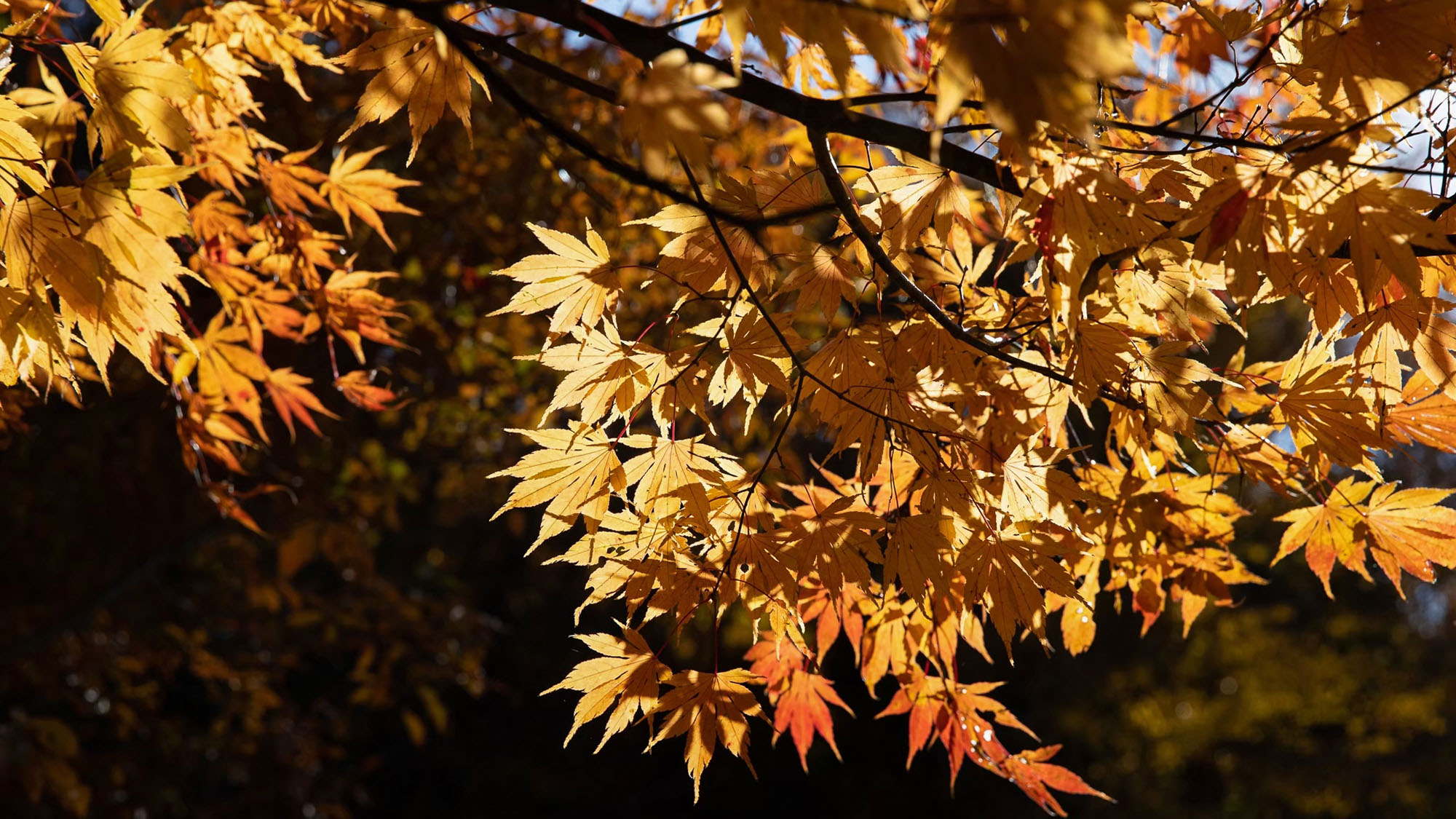 ・【景観】陽の光に照らされて輝く照紅葉