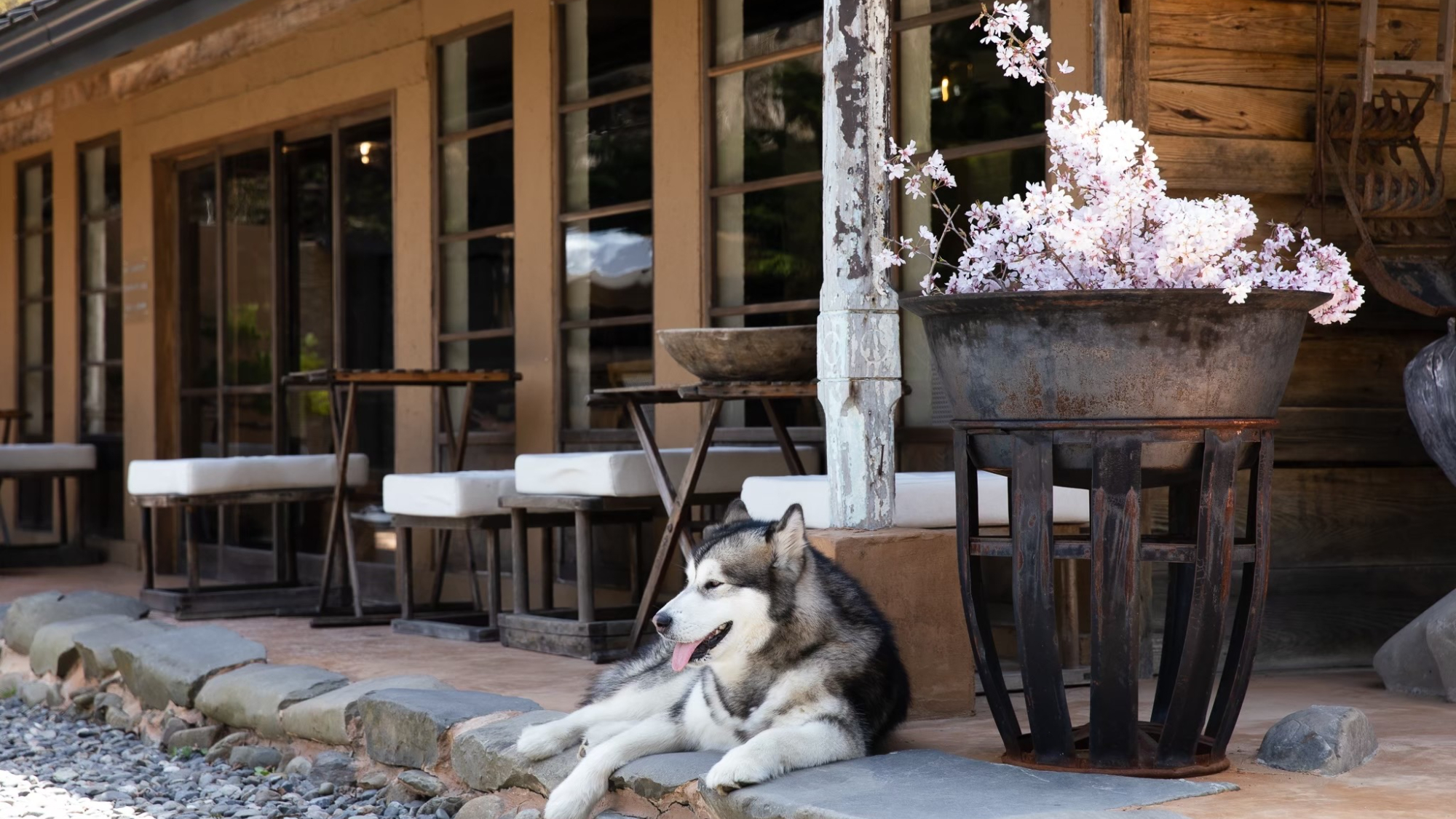 ・【テラス】桜と日だまりでくつろぐ、ふわり香って春をまとう