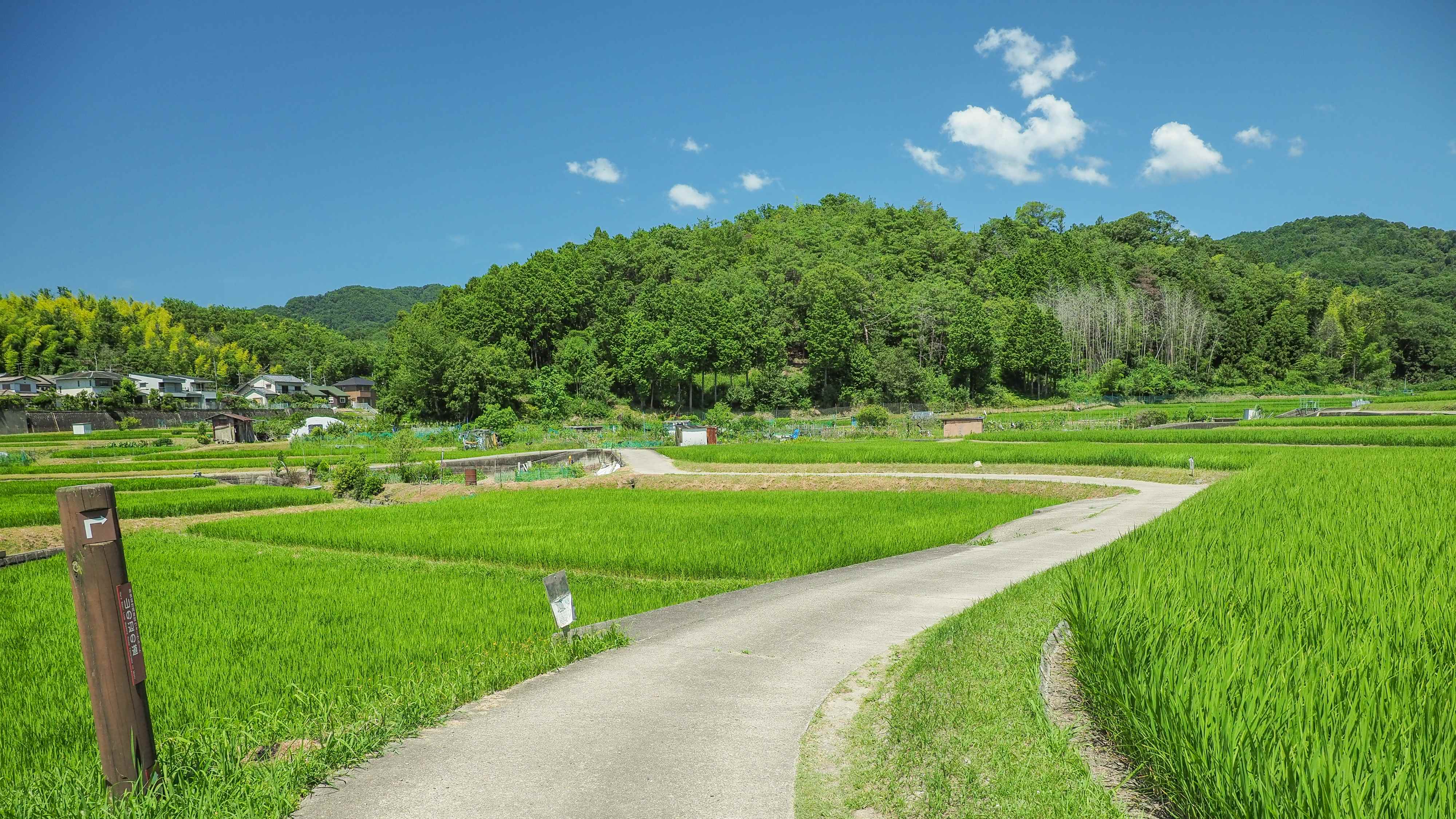 古代の官道：山の辺の道（車で10分）