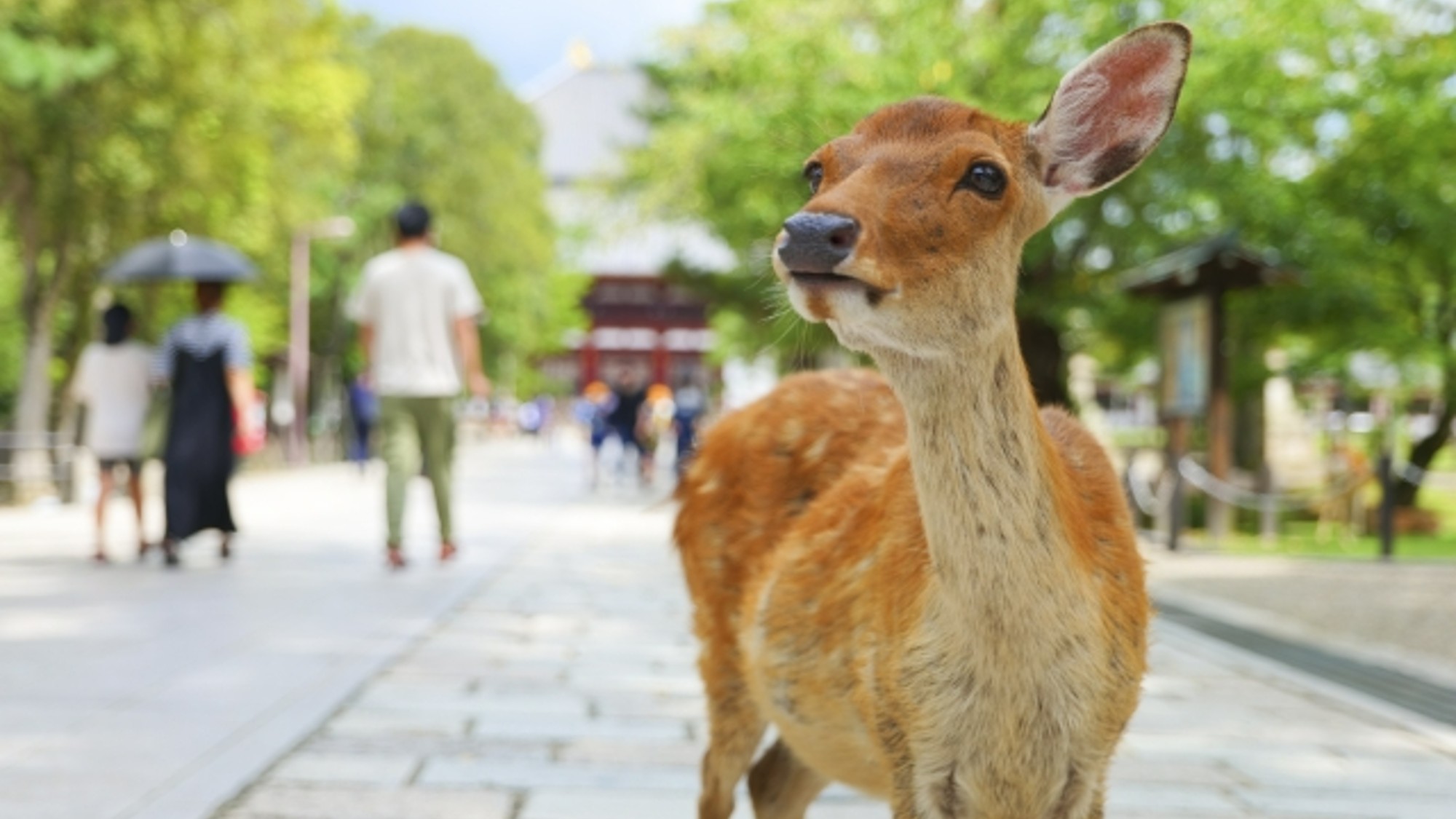 ◆周辺観光・奈良｜奈良公園（公共交通機関で約47分）