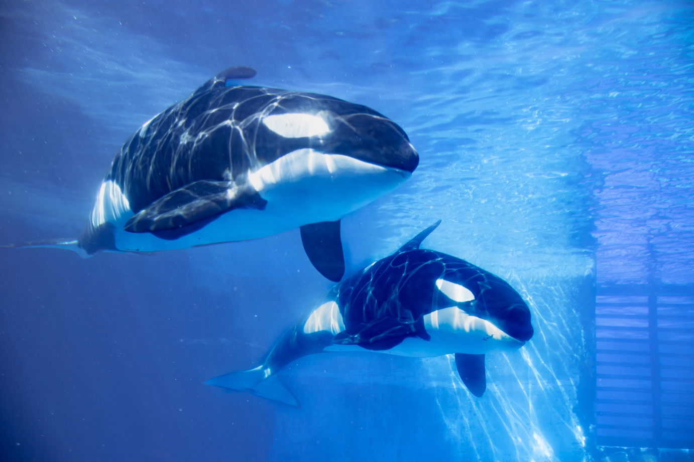 【夏休み限定】名古屋港水族館 大人2名＋お子様全員分入場券付きプラン！