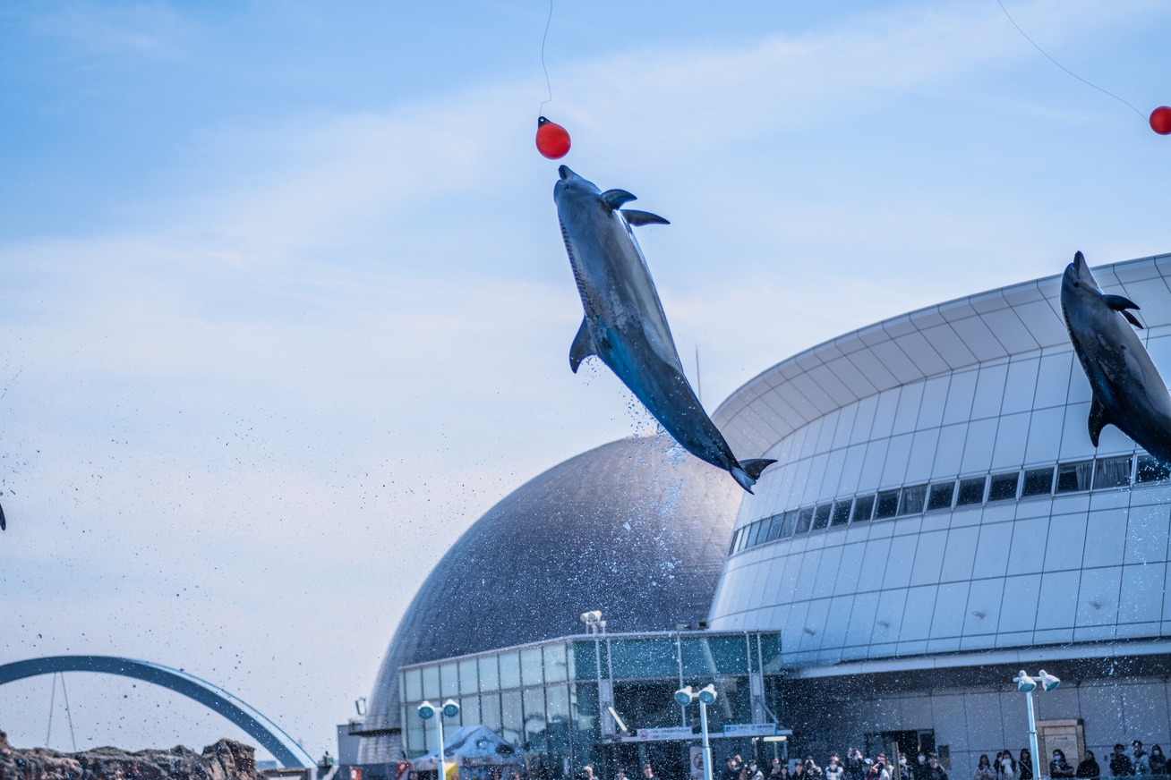 【夏休み限定・早割30】名古屋港水族館 大人2名＋お子様全員分入場券付きプラン！