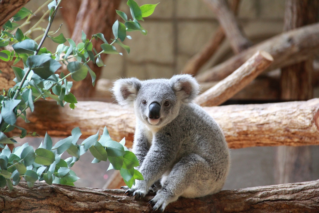 【夏休み限定・早割30】東山動物園大人2枚・入場券付きプラン！