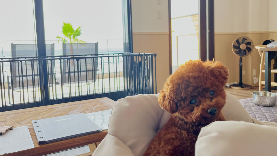 夕朝食付き（優雅に楽しむ客室レストランプラン）　愛犬同泊1匹　※食事代は別途必要