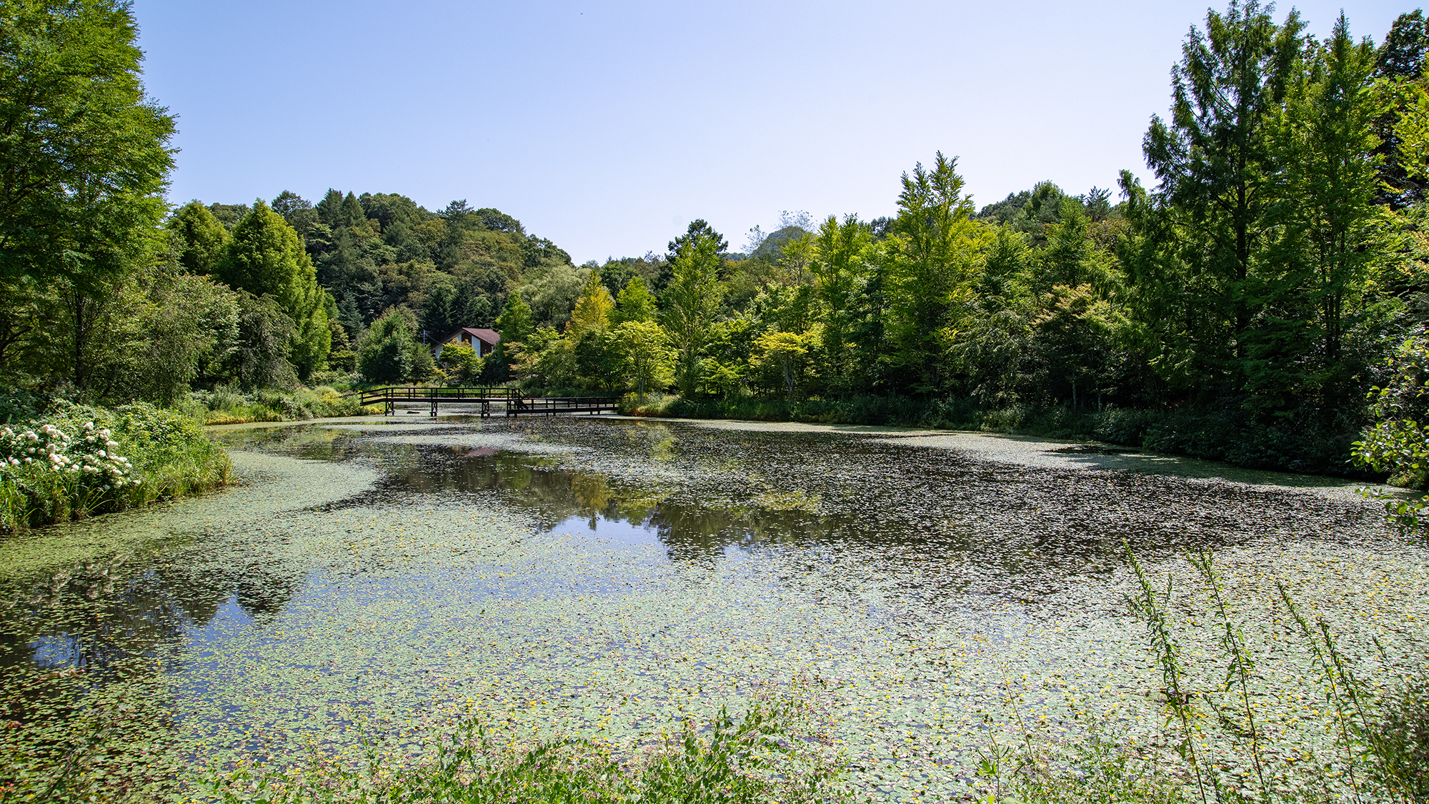 *プライヴェートガーデン/鮮やかな緑にたくさんの種類の花が咲き揃います