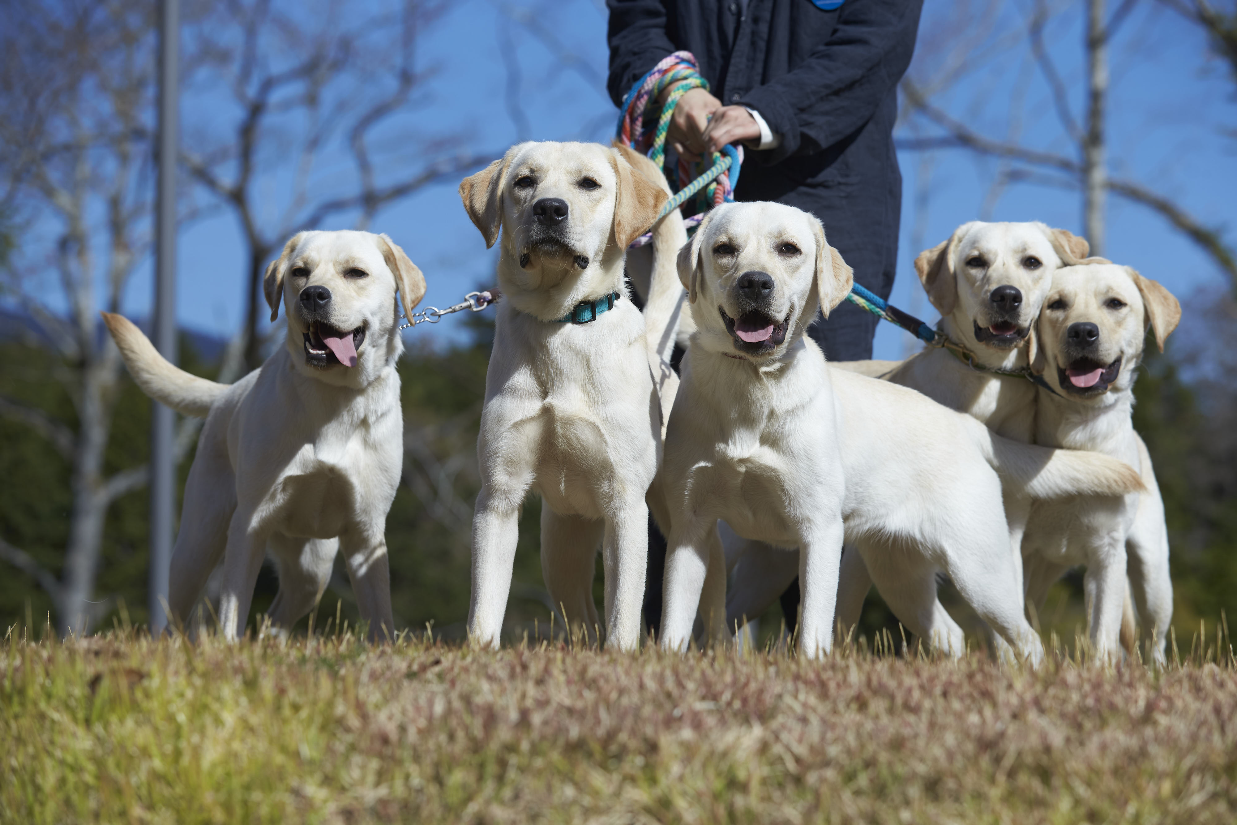 高嶺の森のコテージ看板犬　labradors