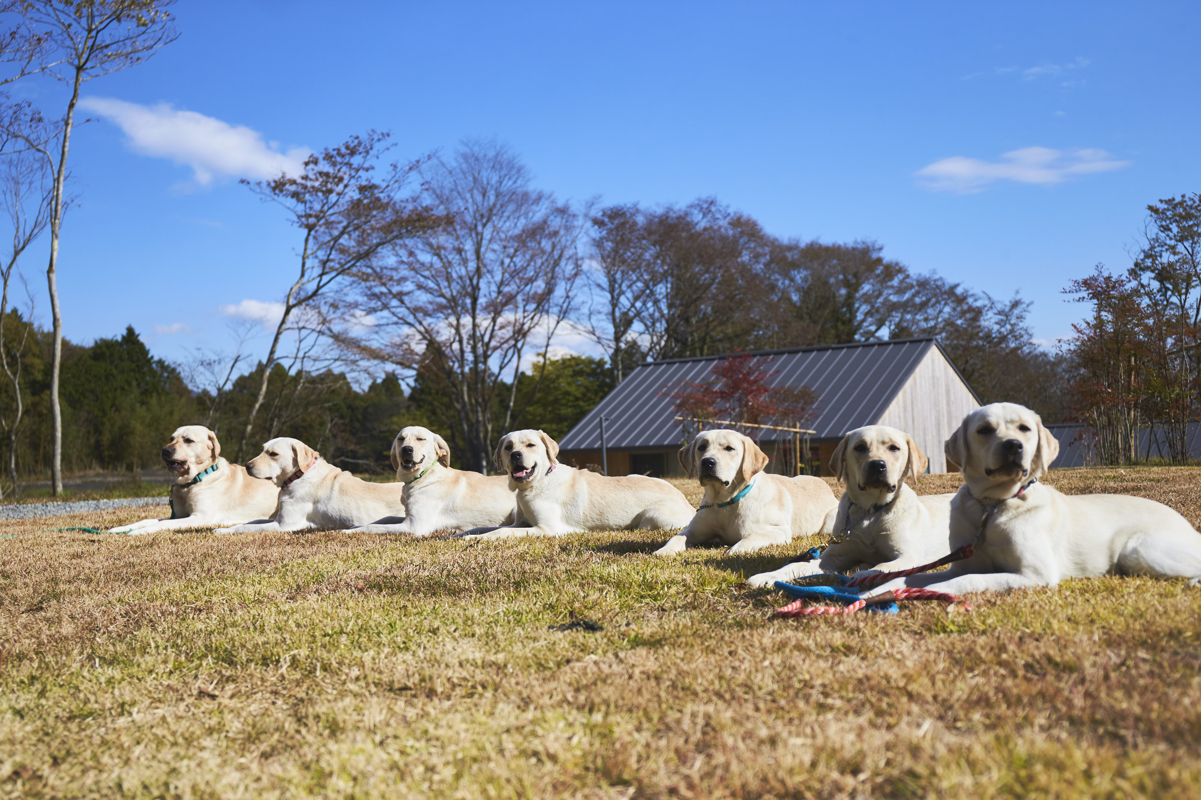 高嶺の森のコテージ看板犬　labradors