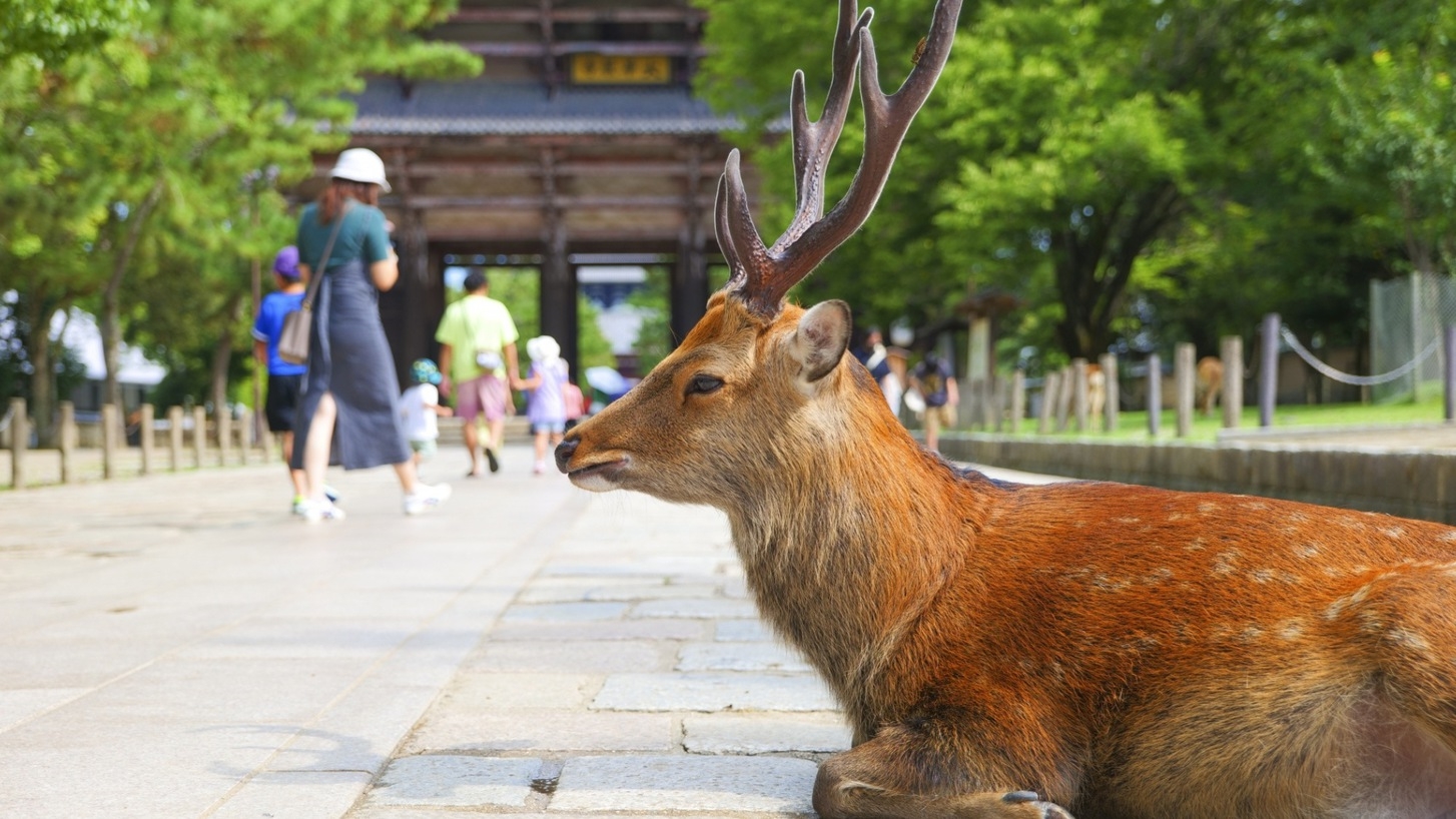 【奈良公園まで徒歩5分】無料貸切浴場で癒やされる、「ならまち」に佇む歴史ある旅館 素泊まりプラン