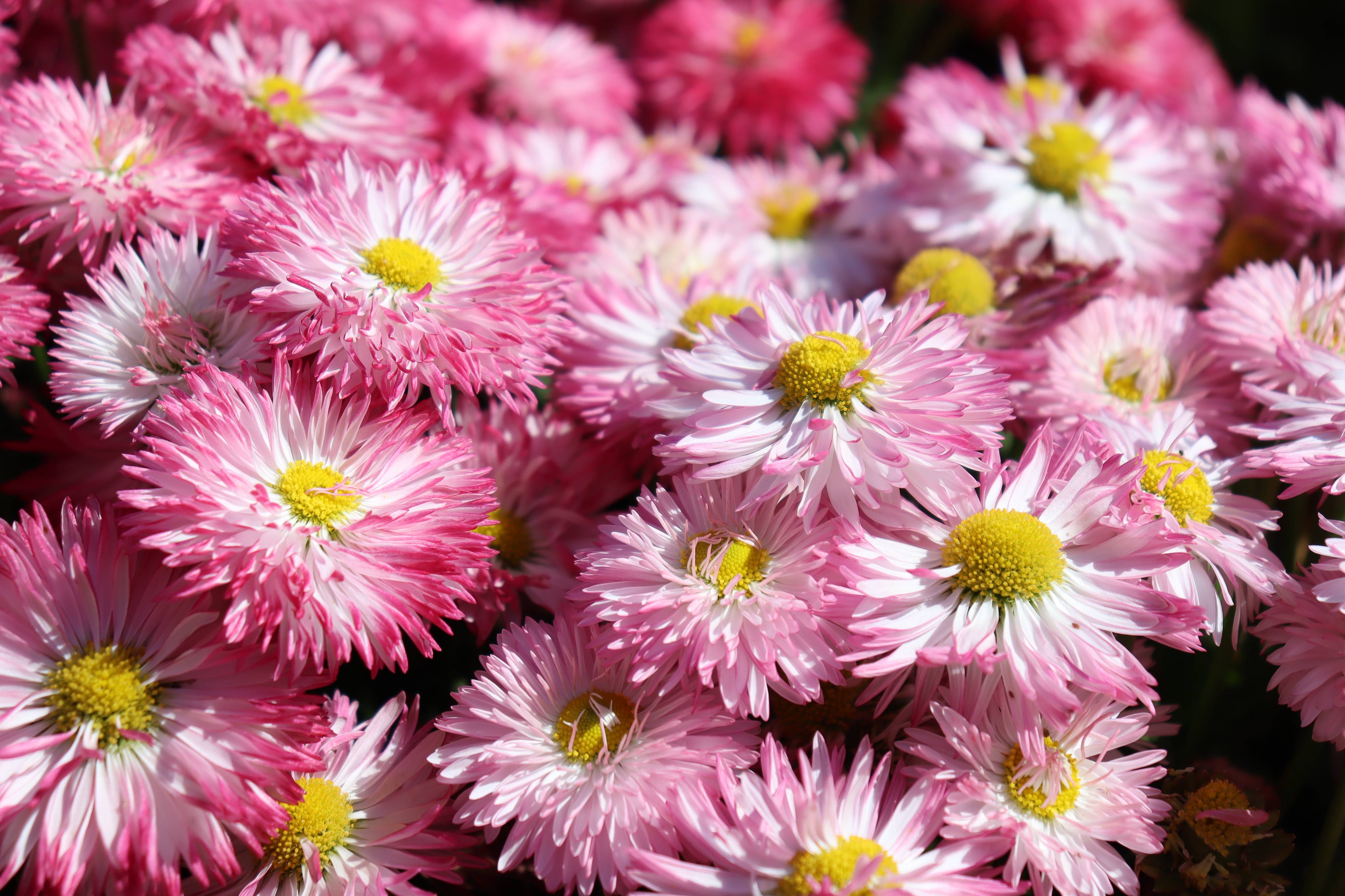 季節のお花
