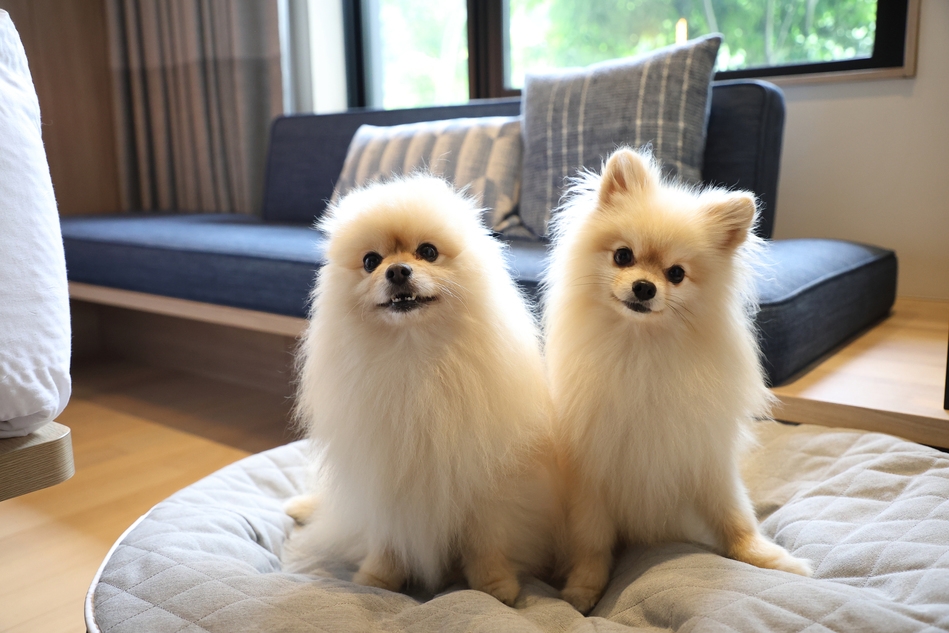 【Dog Friendly Room】〜ワンちゃんと蒜山を満喫旅〜素泊まり ＜小学生以下添い寝無料＞