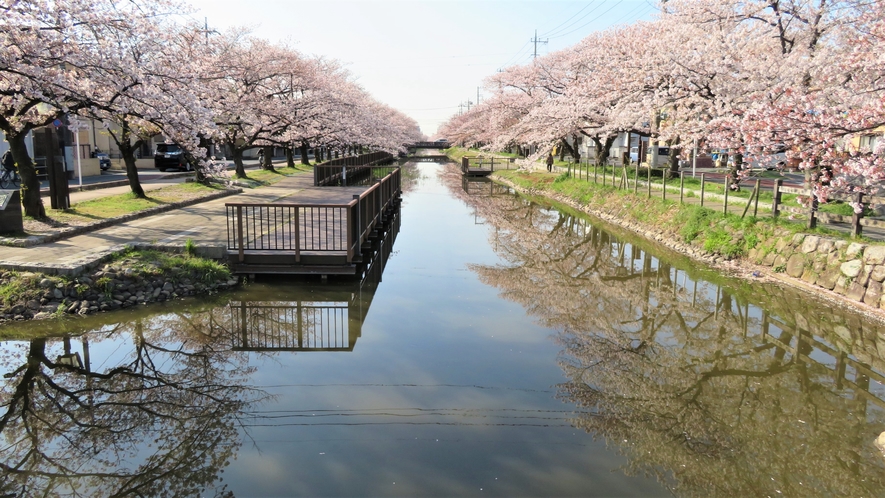 【葛西用水沿い桜並木】葛西用水沿い桜並木の桜の季節の様子です。