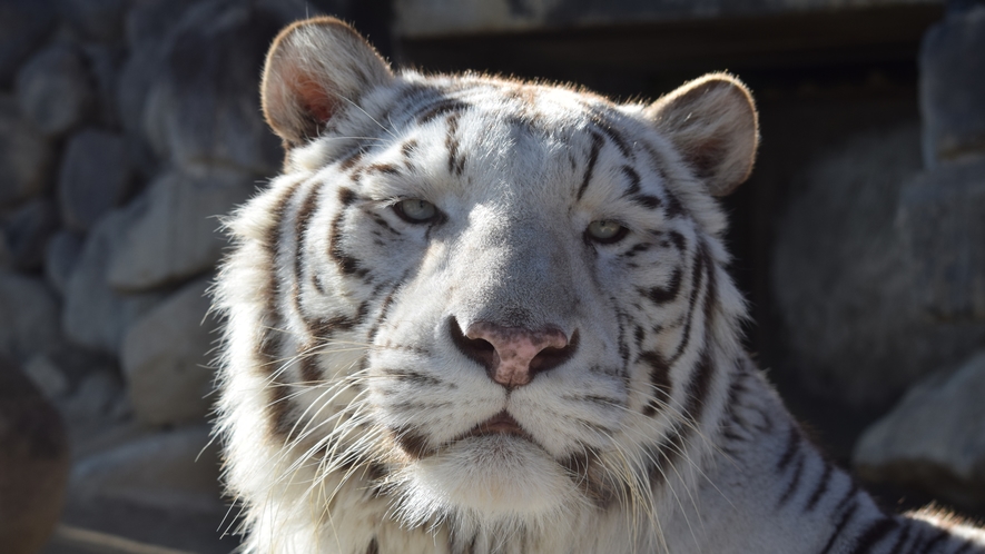 【東武動物公園】動物園と遊園地などが融合したハイブリッドレジャーランドです。　画像提供：東武動物公園